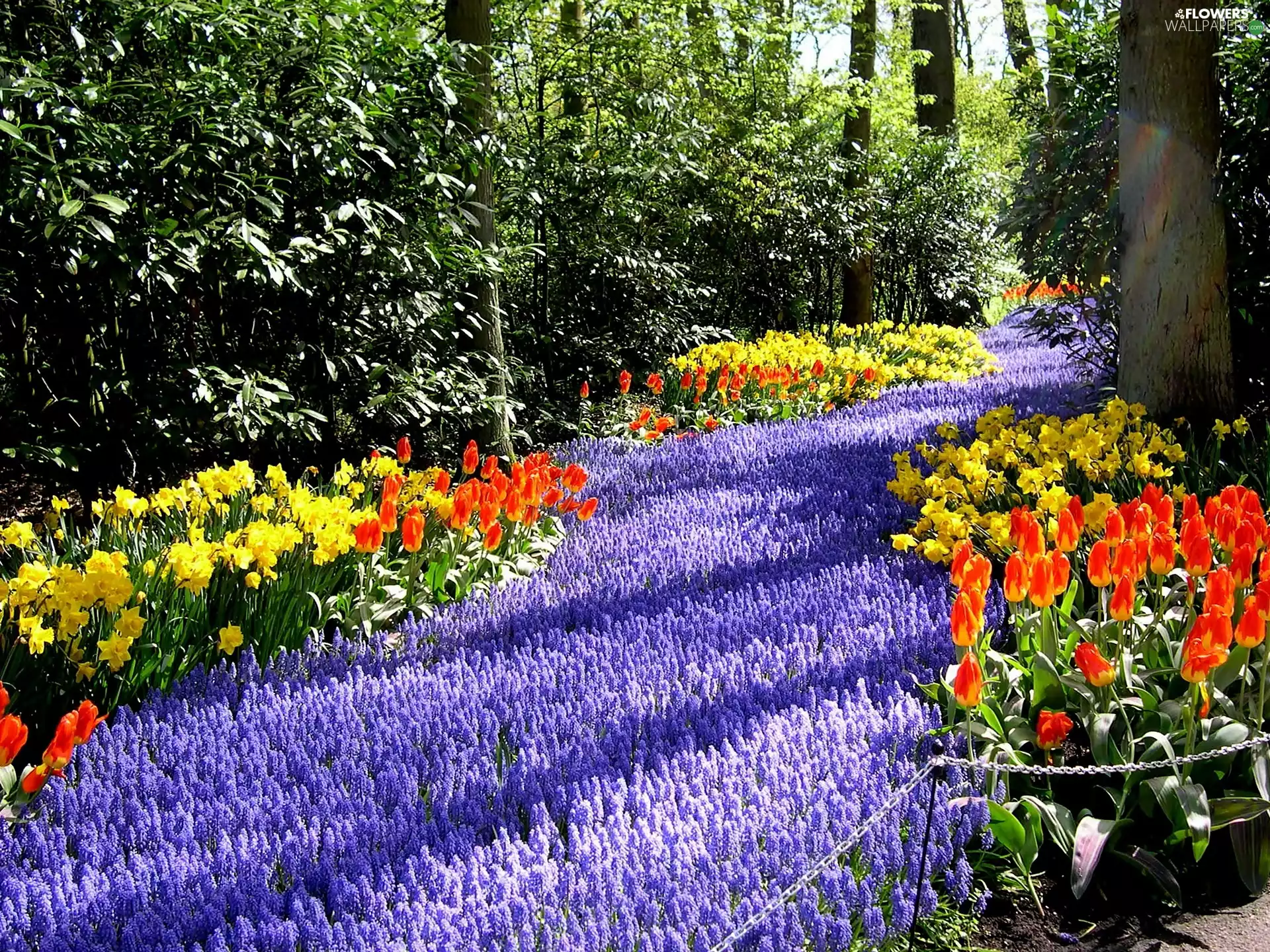 floral, Przebijające, luminosity, ligh, flash, carpet, Park, sun