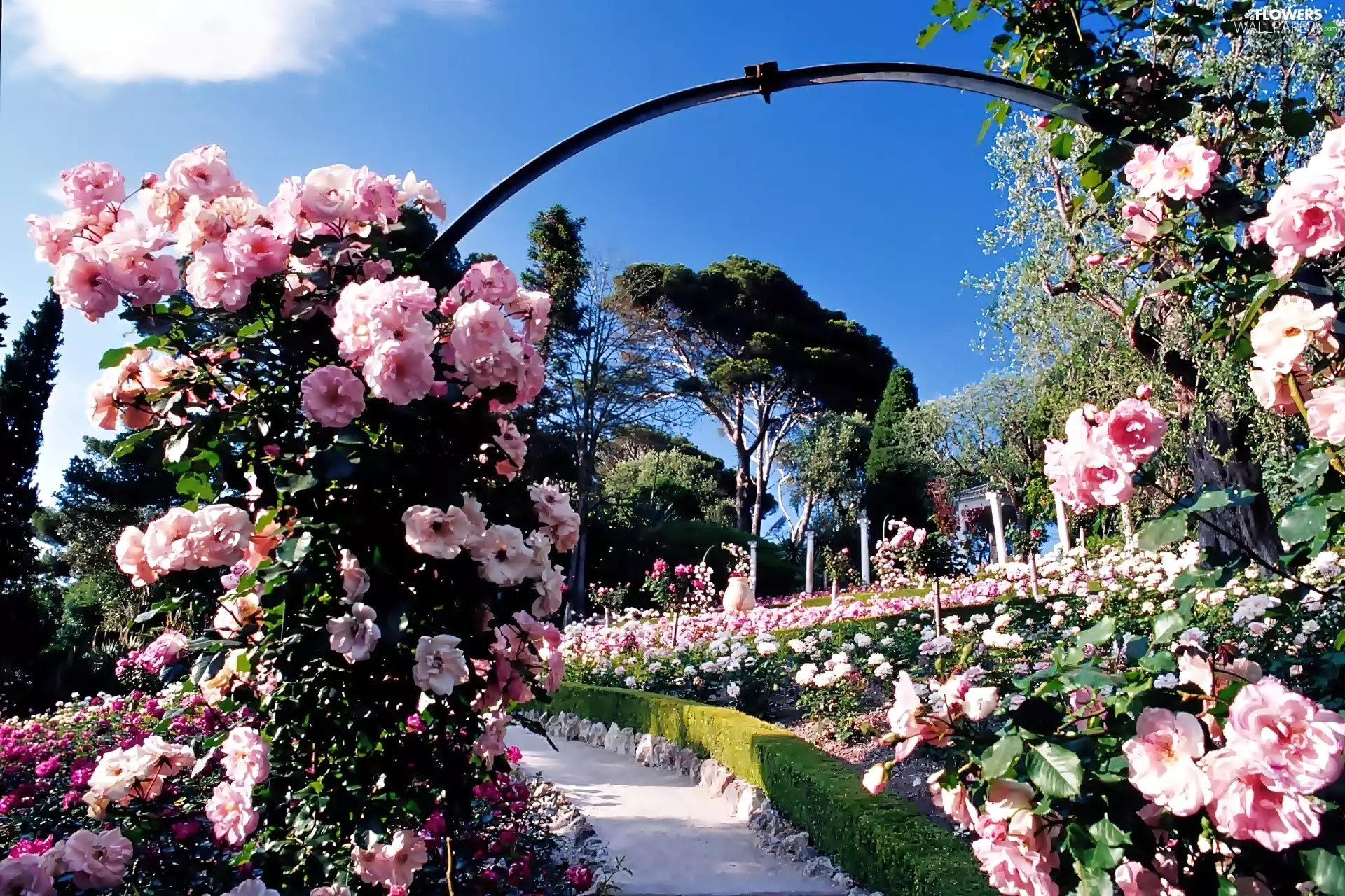 rosy, Przebijające, luminosity, ligh, flash, Garden, Park, sun