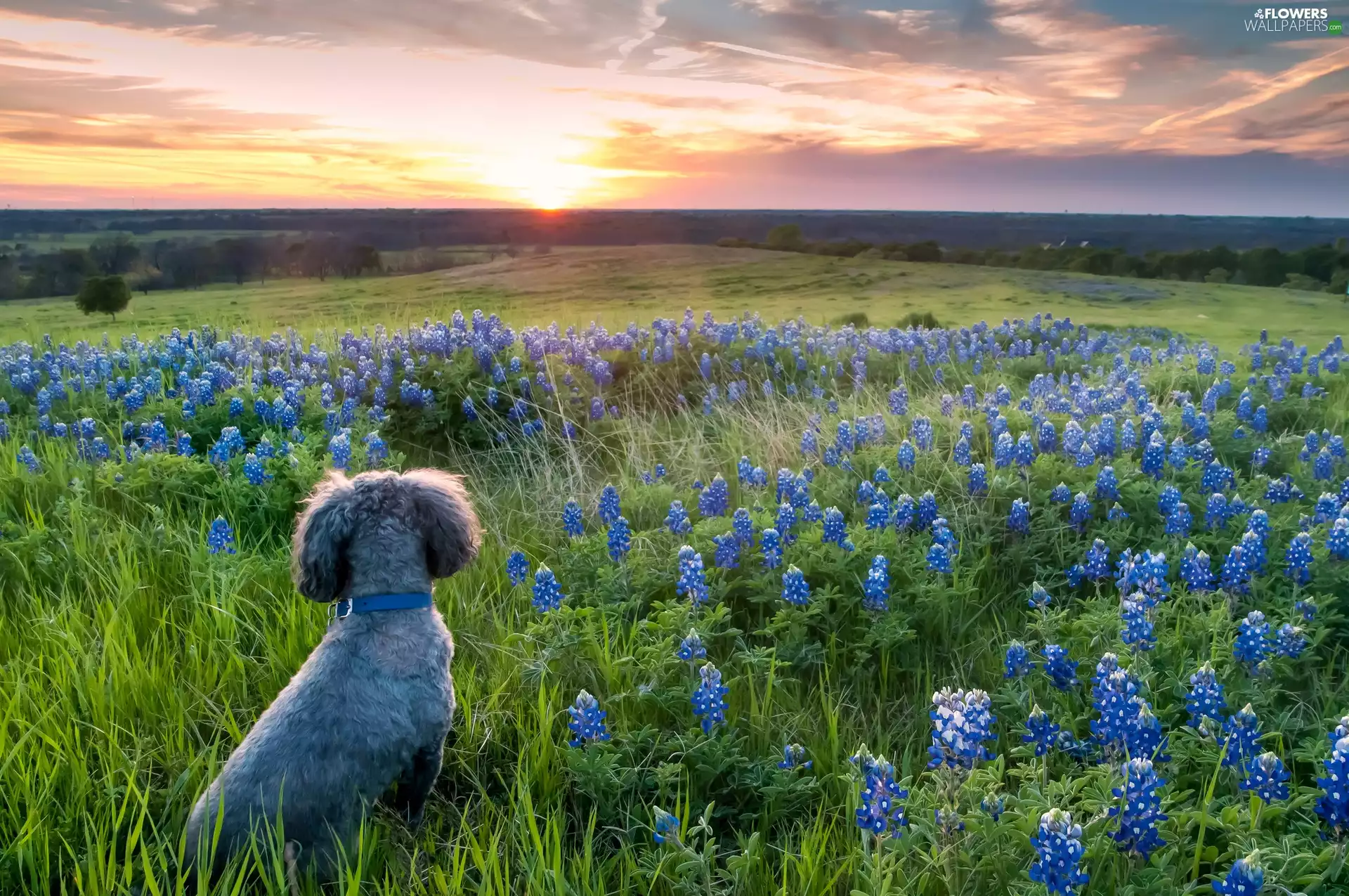 west, sun, lupine, dog, Meadow