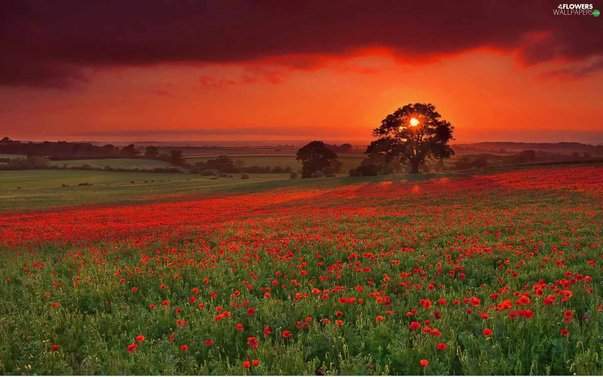 Meadow, west, sun, papavers