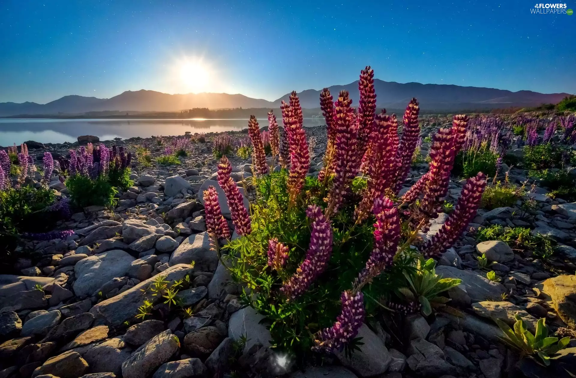 Stones, lake, rays, sun, lupine, Mountains