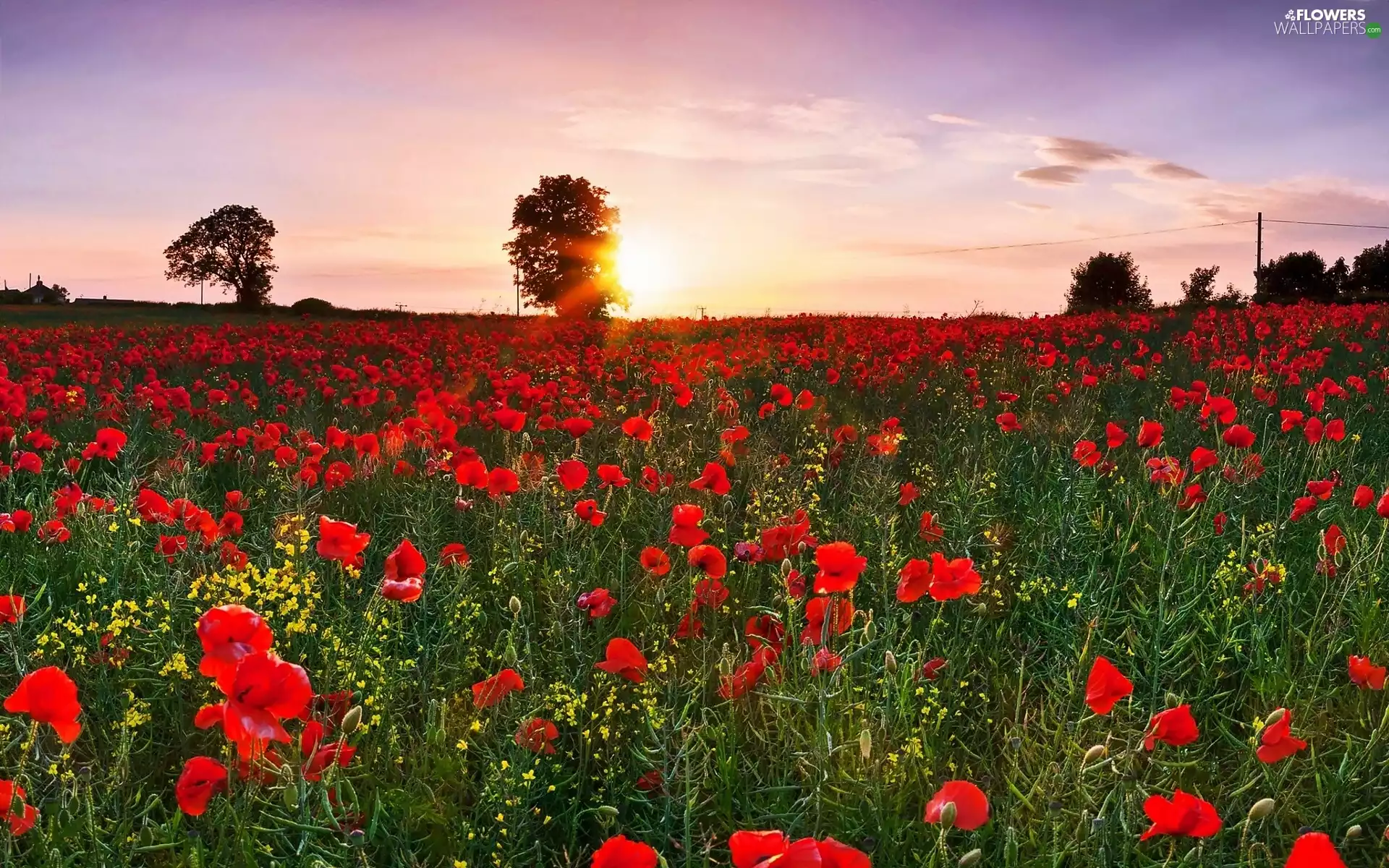 trees, Meadow, east, sun, viewes, papavers