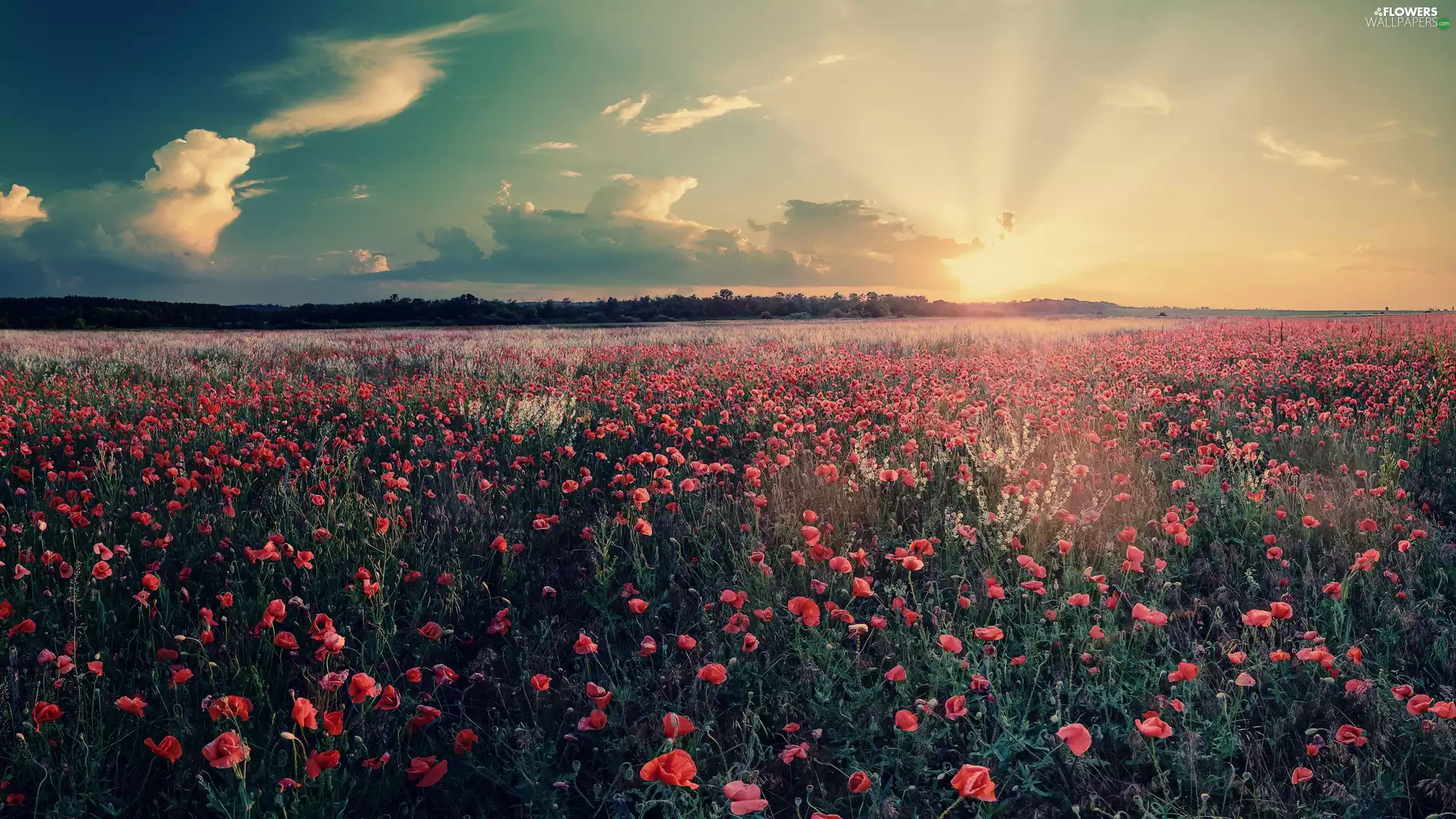 woods, Meadow, rays, sun, clouds, papavers
