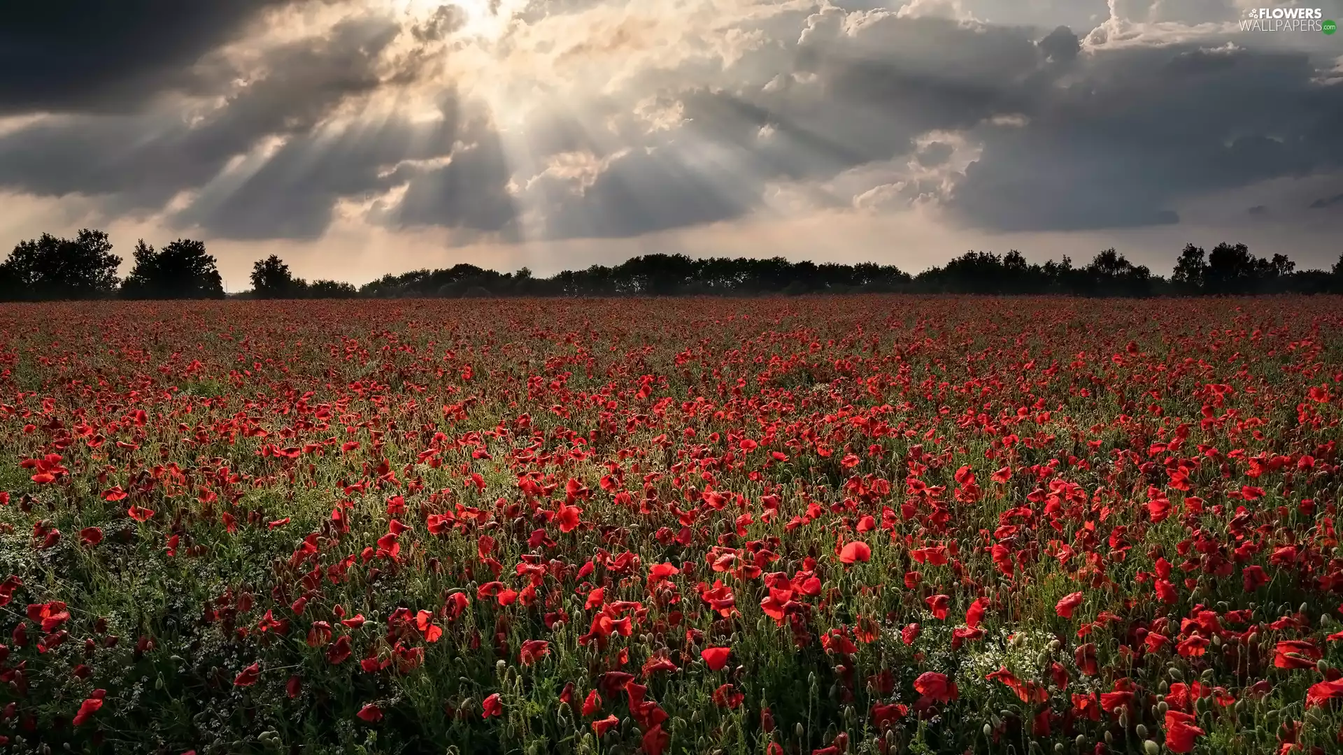 rays of the Sun, Field, papavers