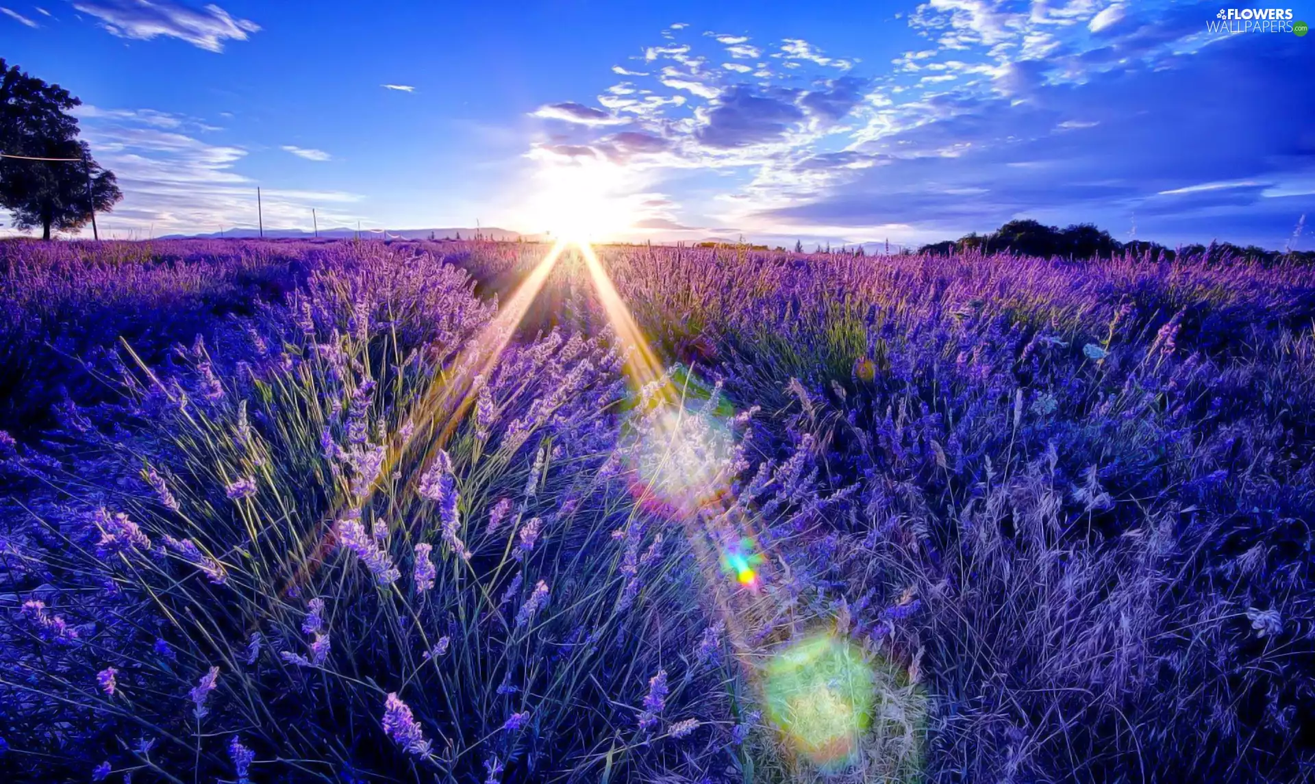 sun, lavender, rays