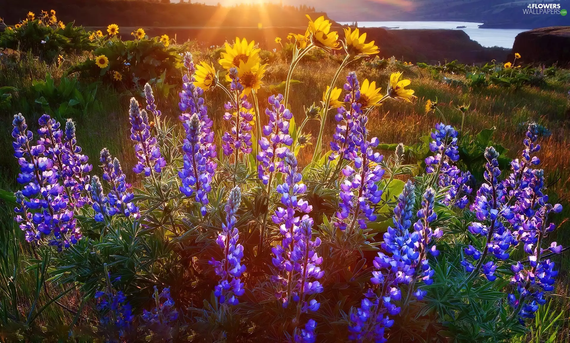 sun, lupine, rays
