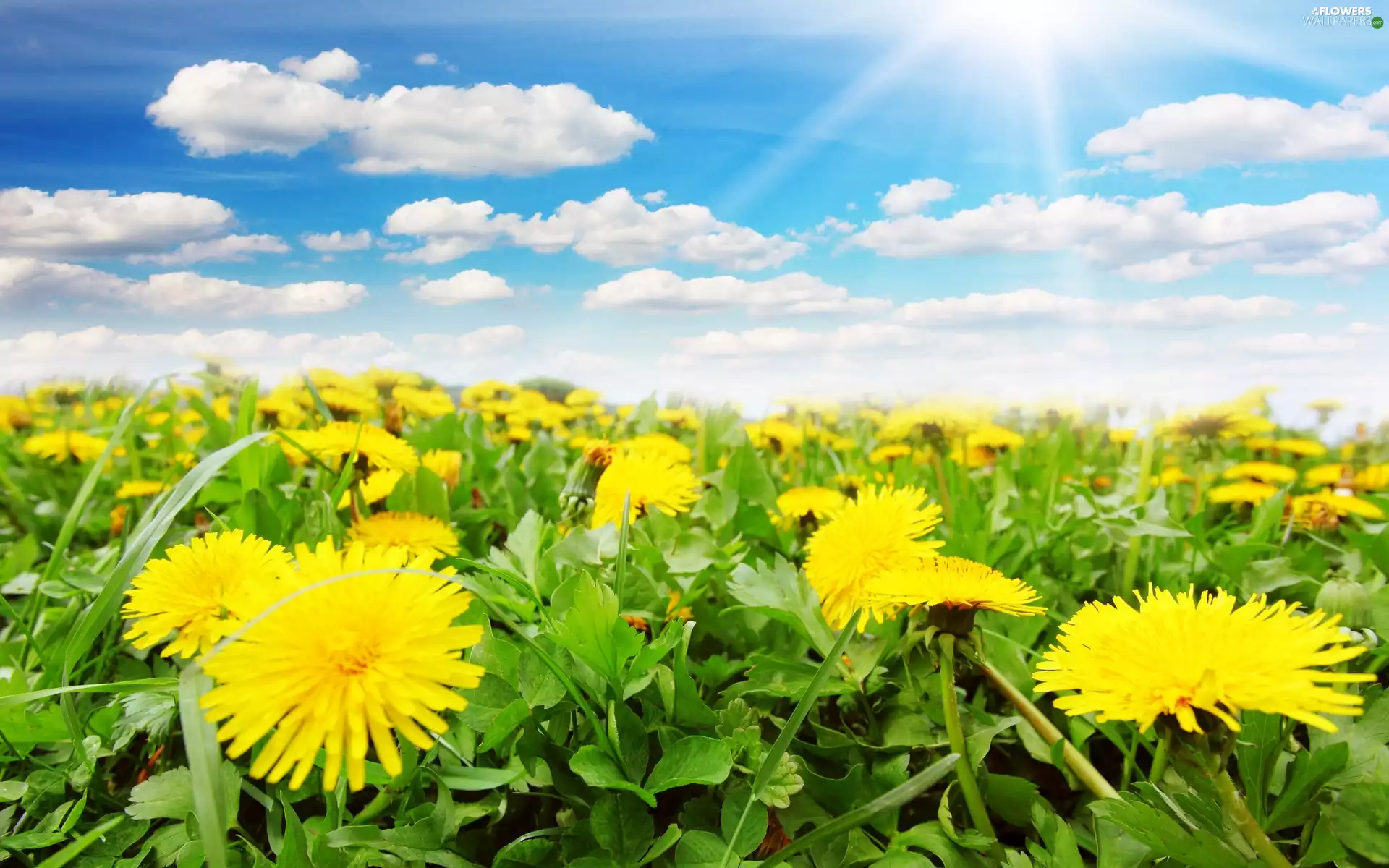 rays, puffball, medical, sun