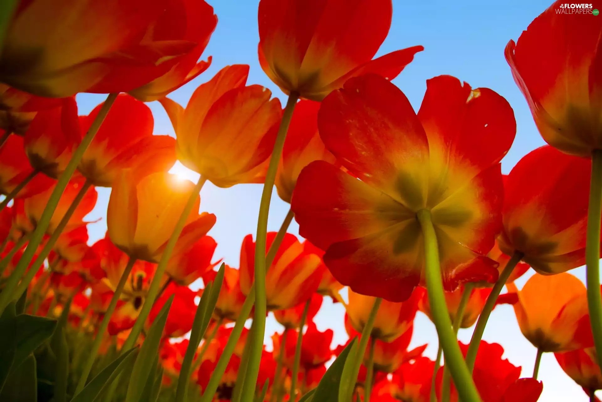 sun, Tulips, rays