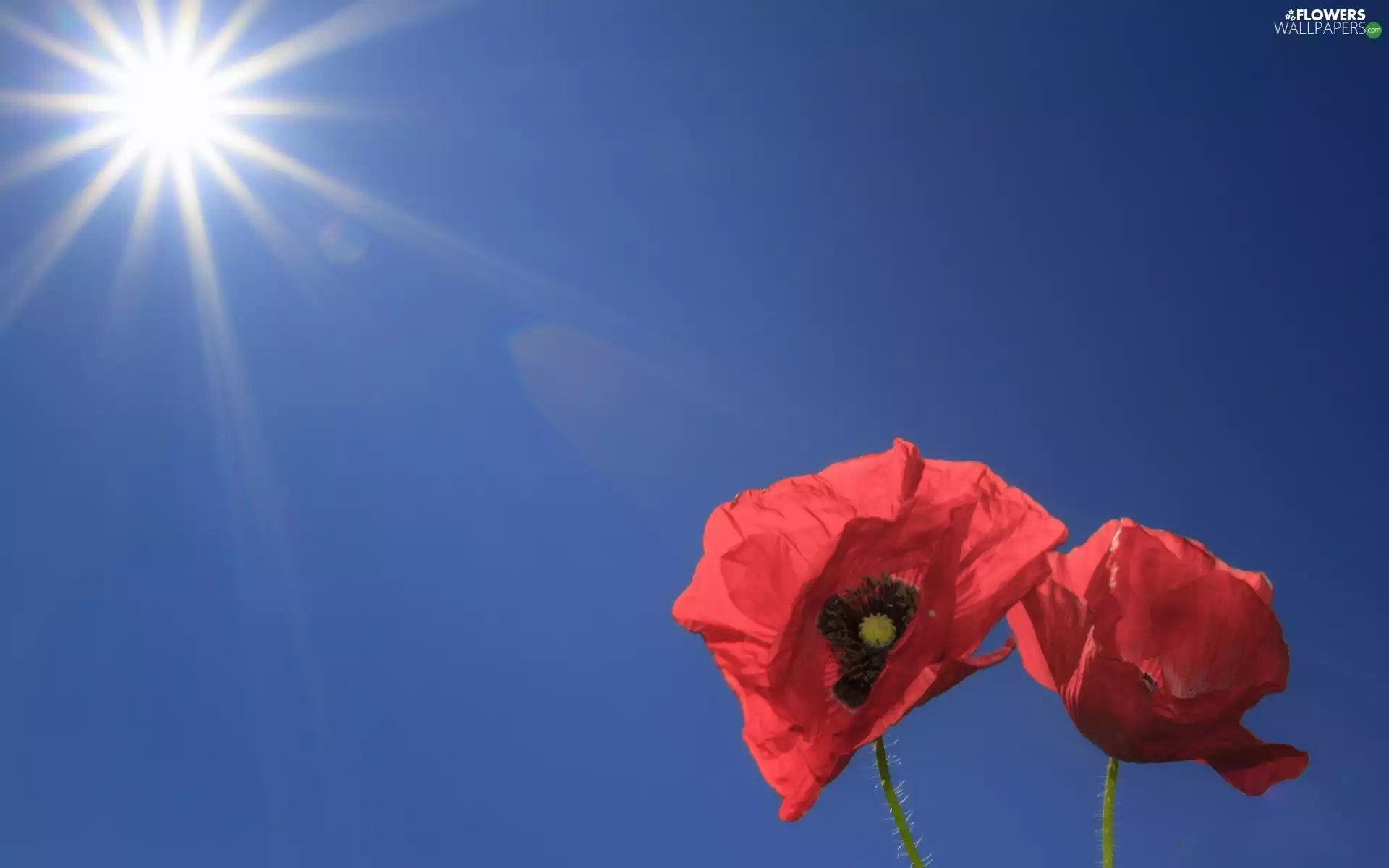 Red, rays, sun, papavers