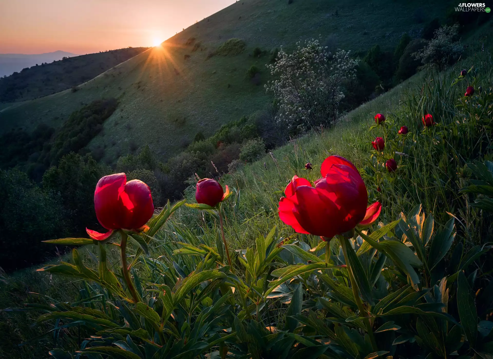 sun, Peonies, slope