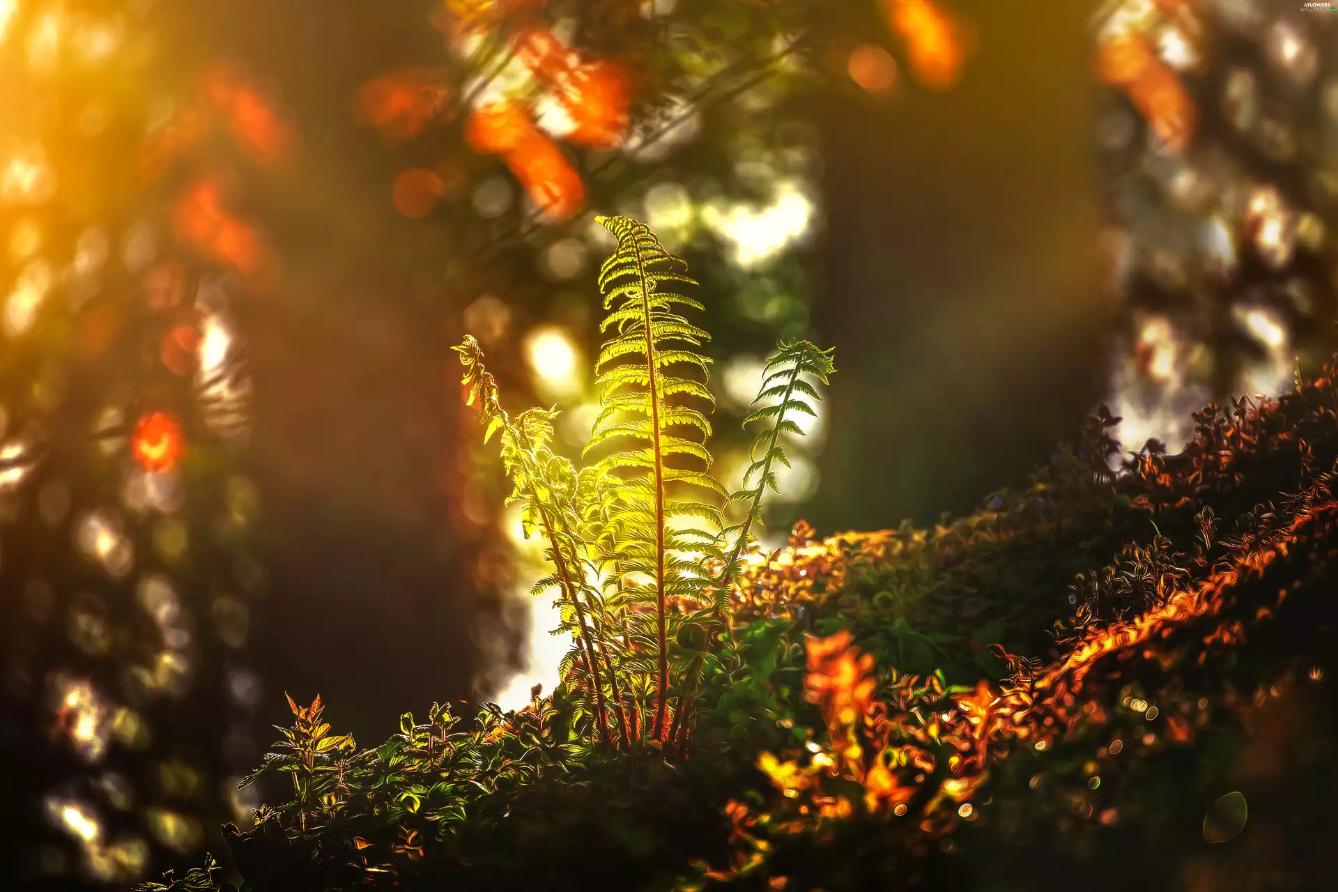 sun, Fern, Streams