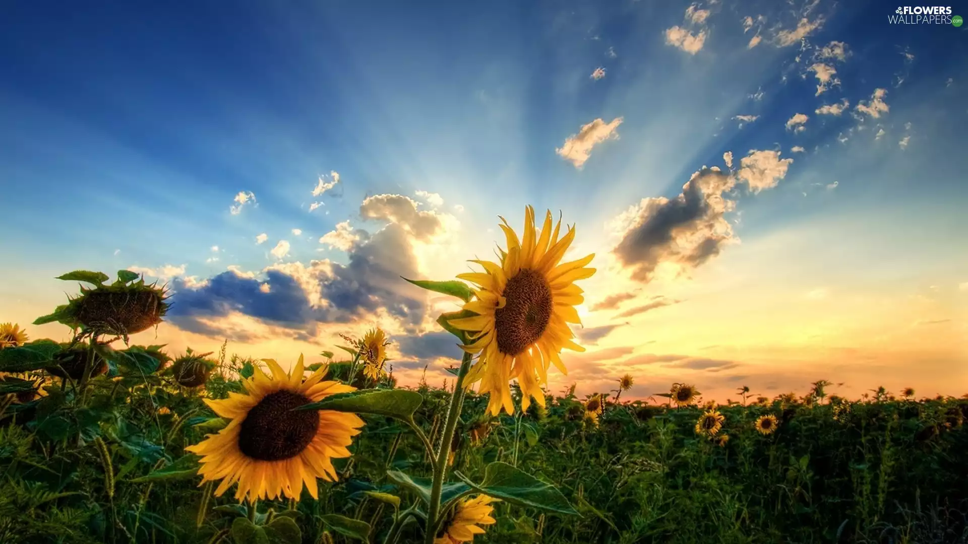 Sunflower, rays, sun, Field