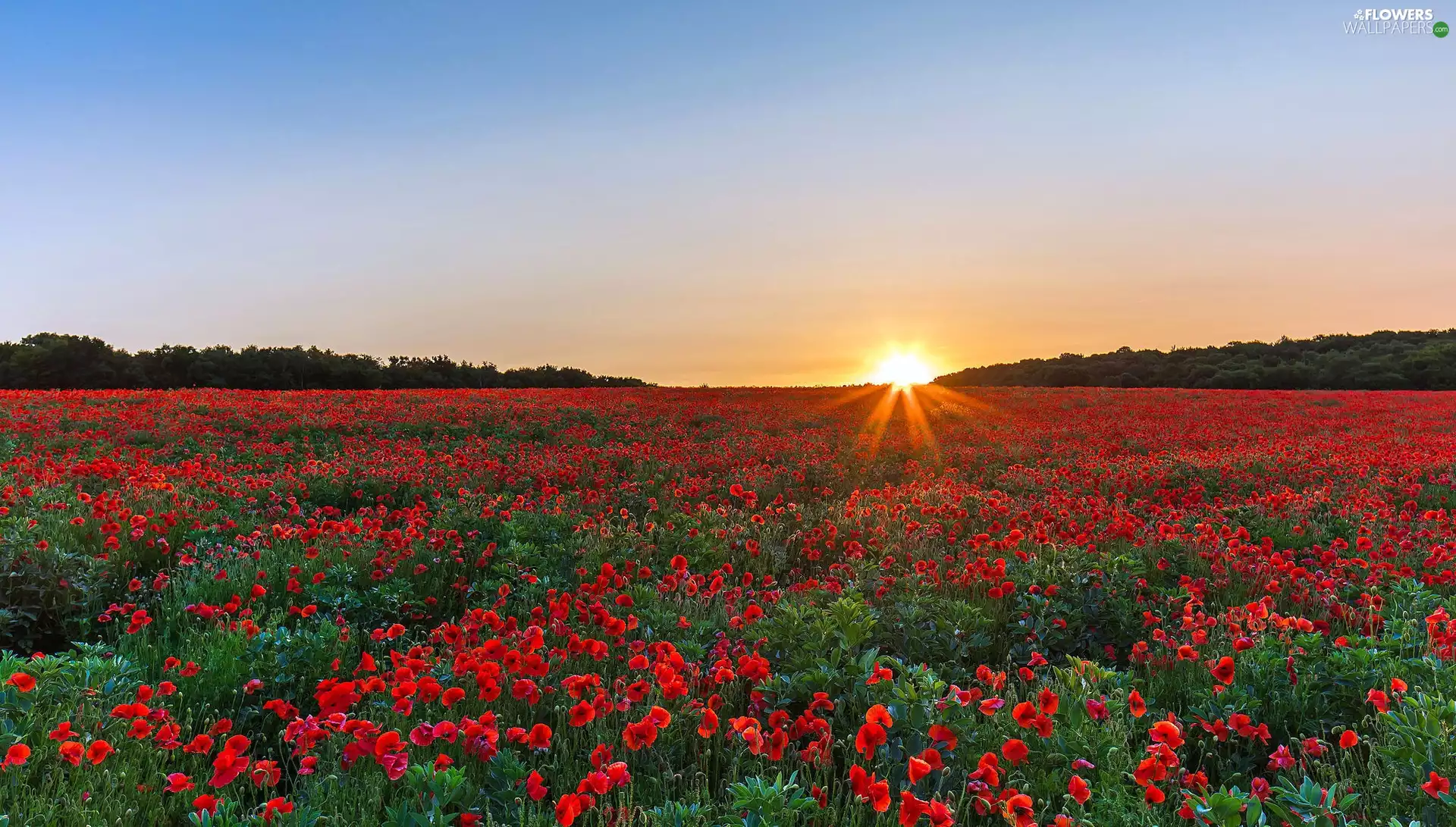rays of the Sun, Red Poppies, cultivation