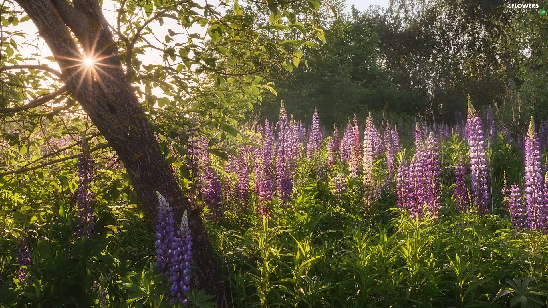 Flowers, lupine, trees, grass, rays of the Sun