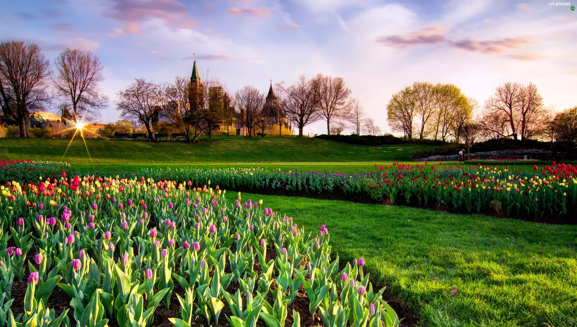 viewes, Flower-beds, Park, rays of the Sun, House, Canada, Ottawa, trees, Tulips, parliament, Spring