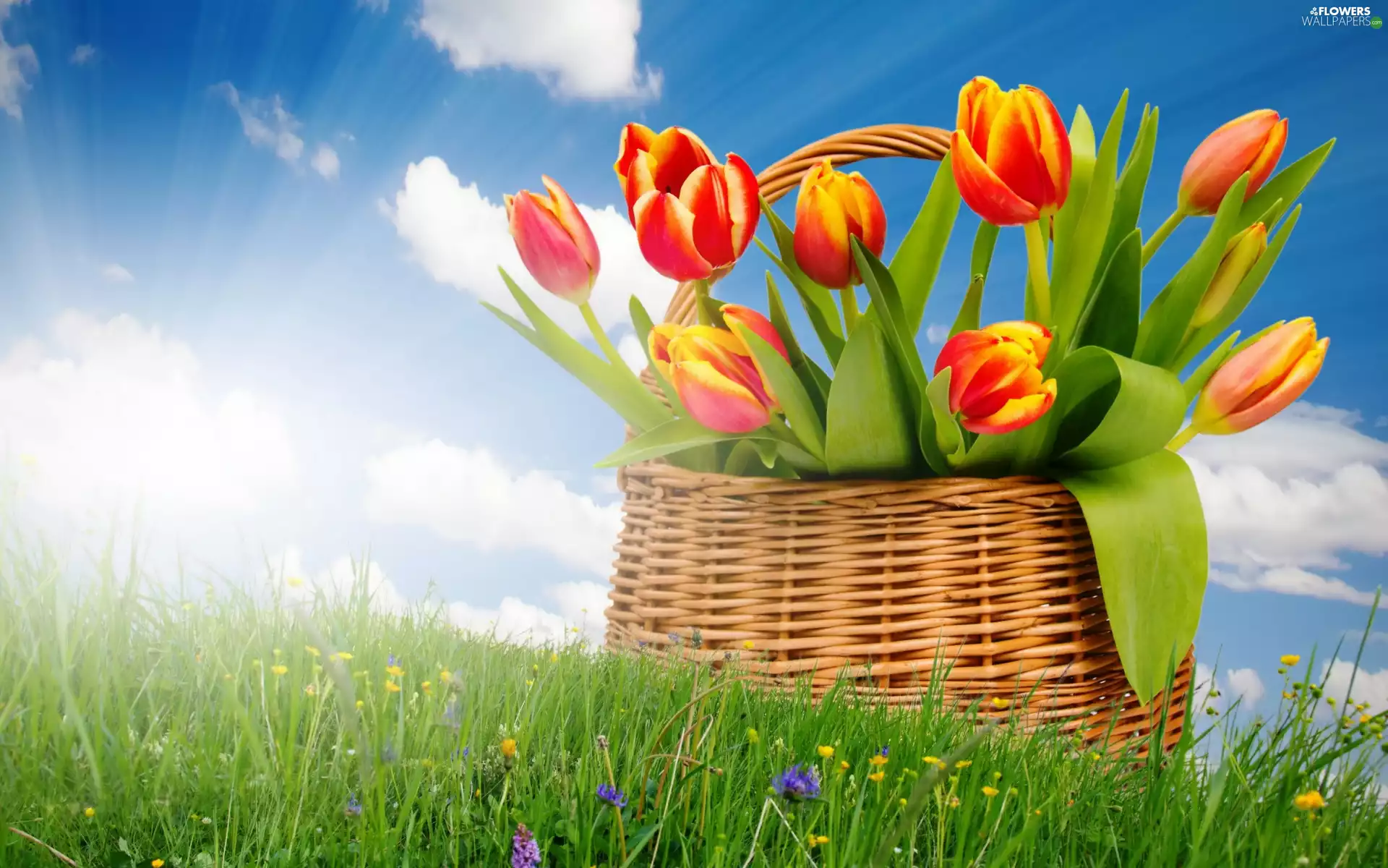 basket, bouquet, rays, sun, Meadow, tulips