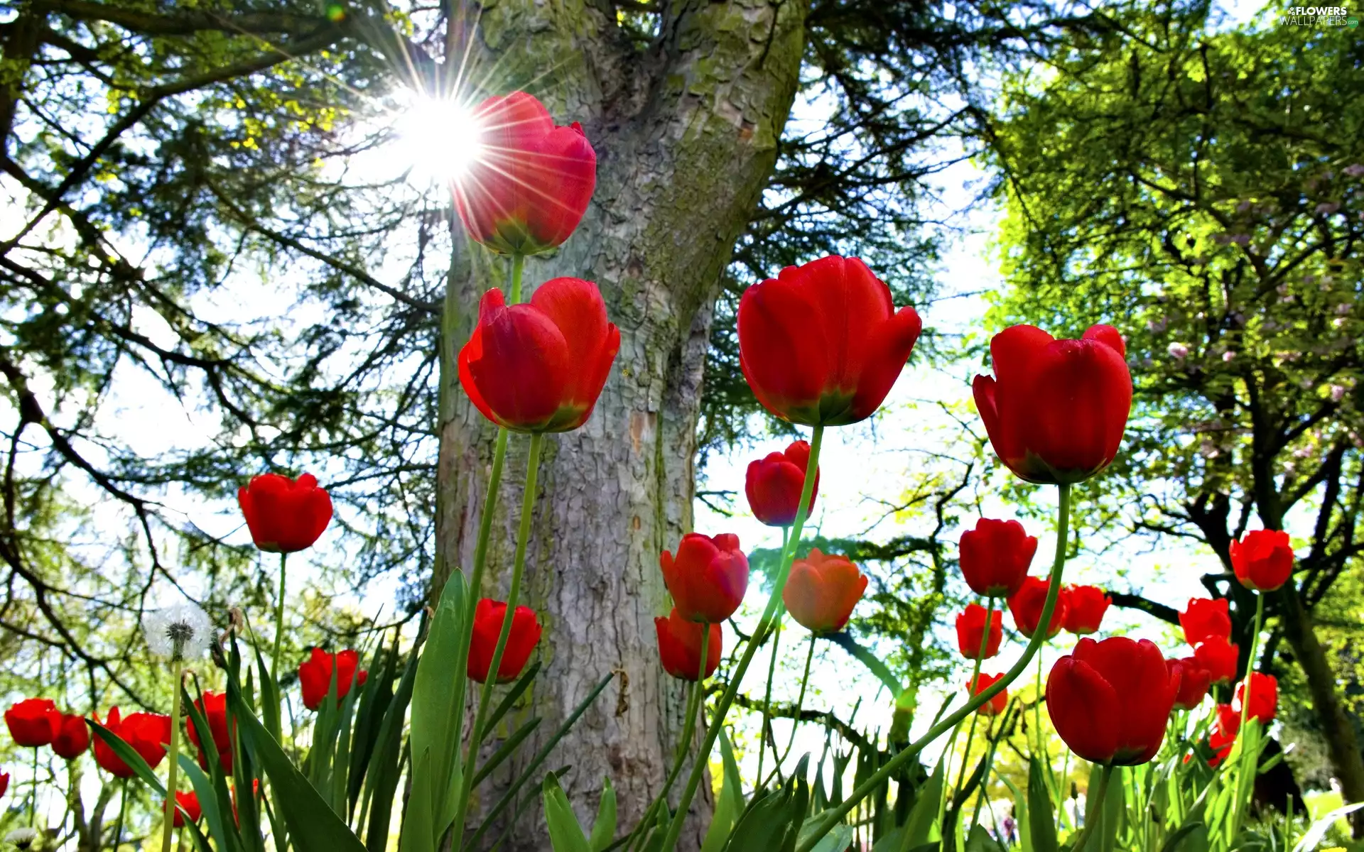 Tulips, rays, sun, trees