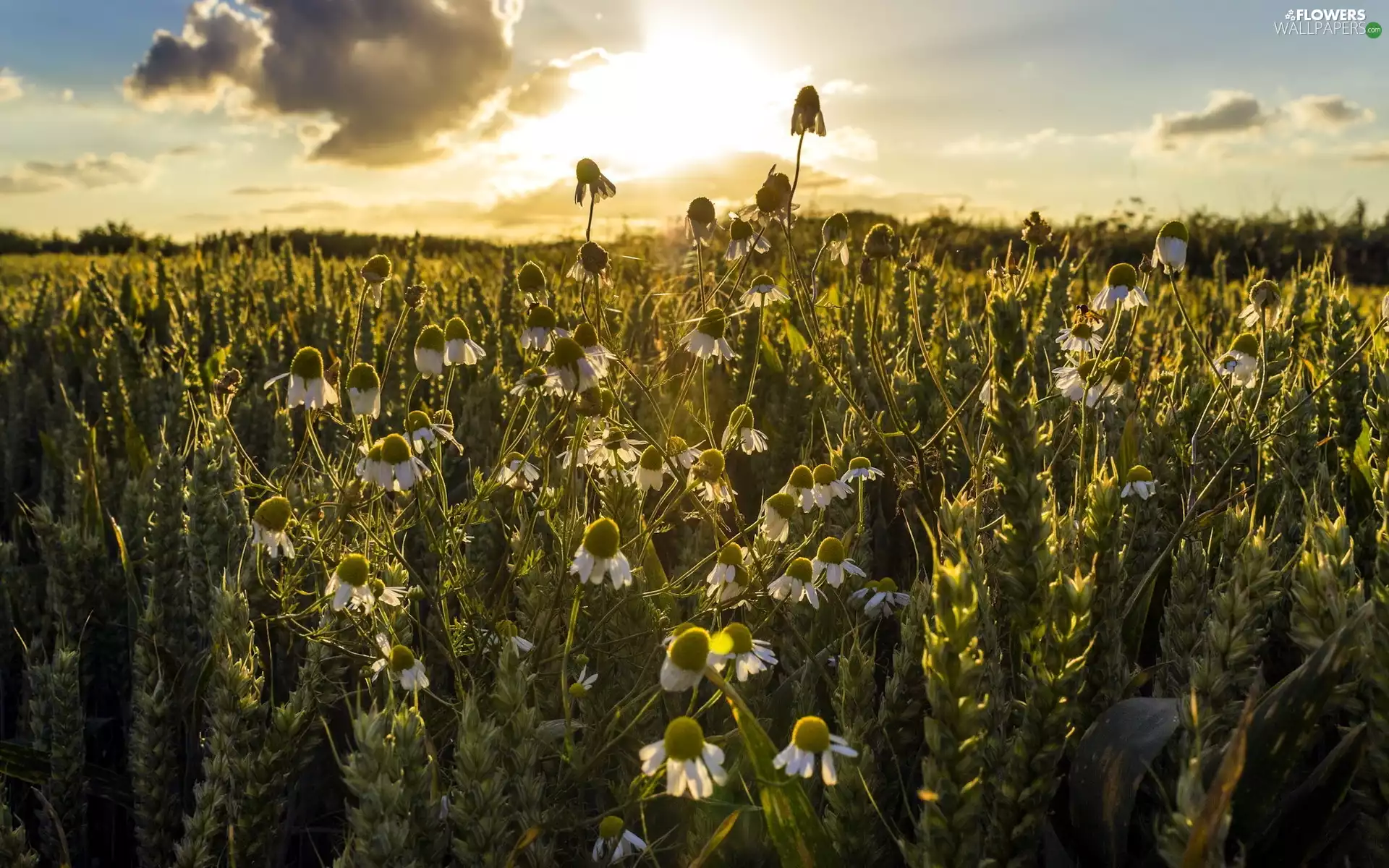 west, Field, camomiles, sun