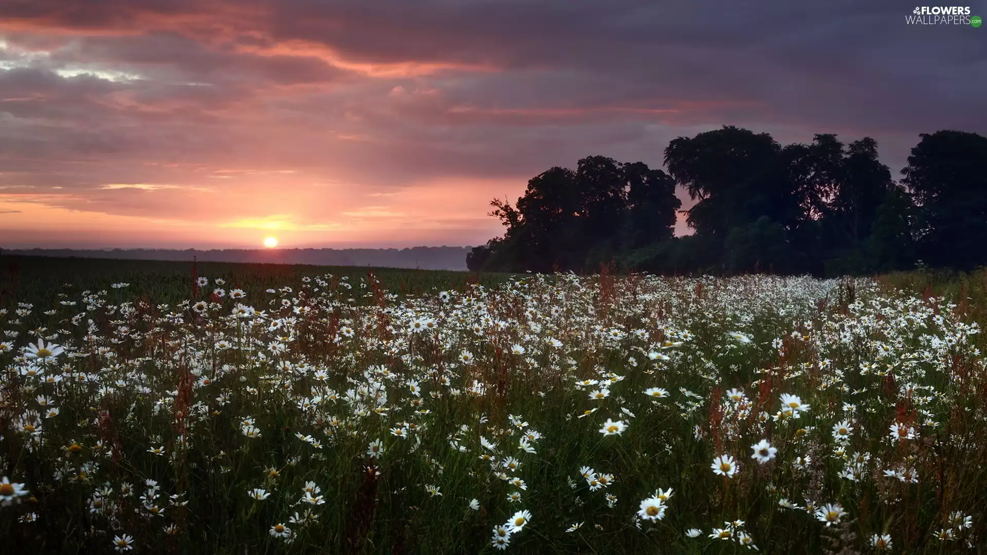 west, camomiles, cultivation, sun