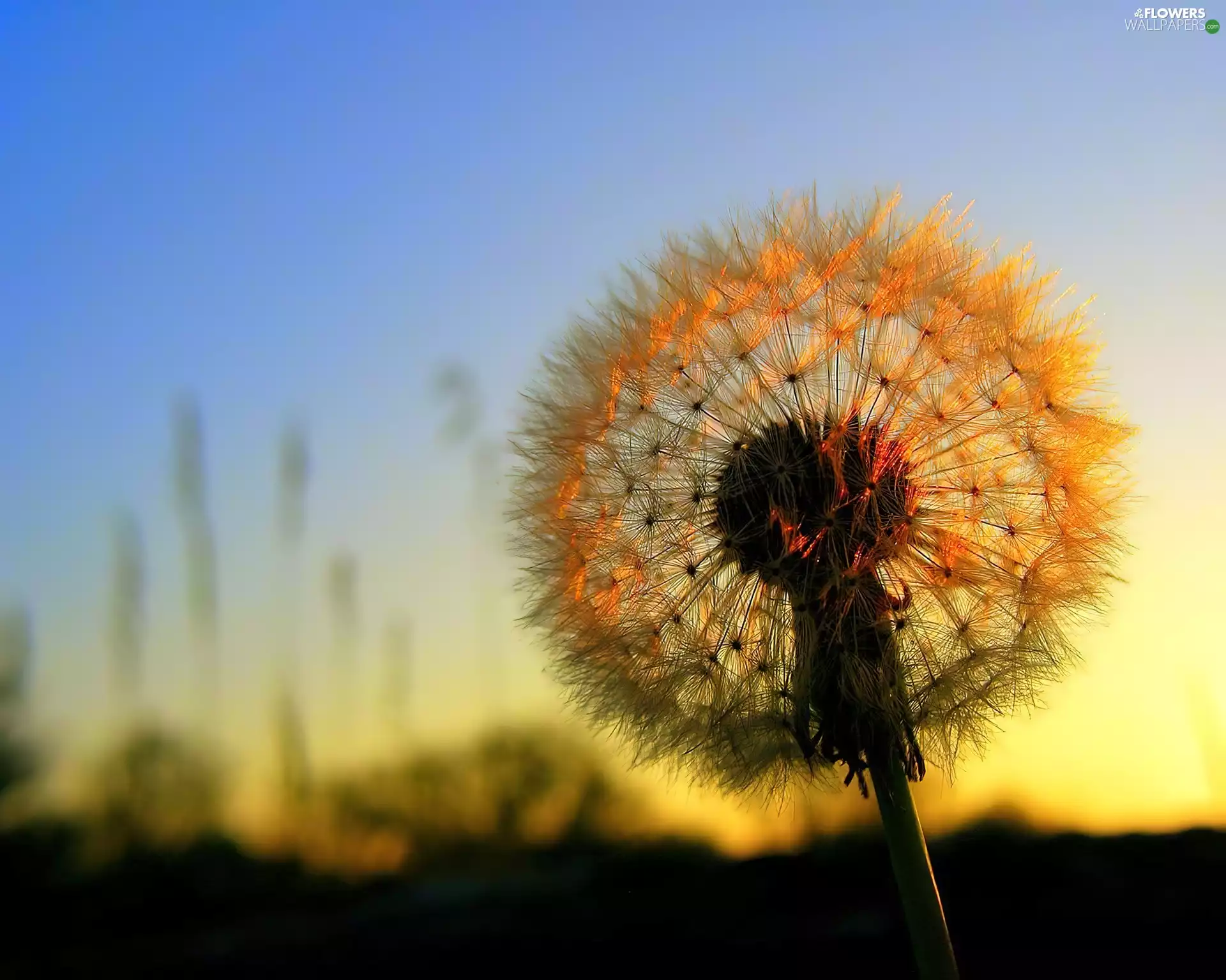 sun, dandelion, west