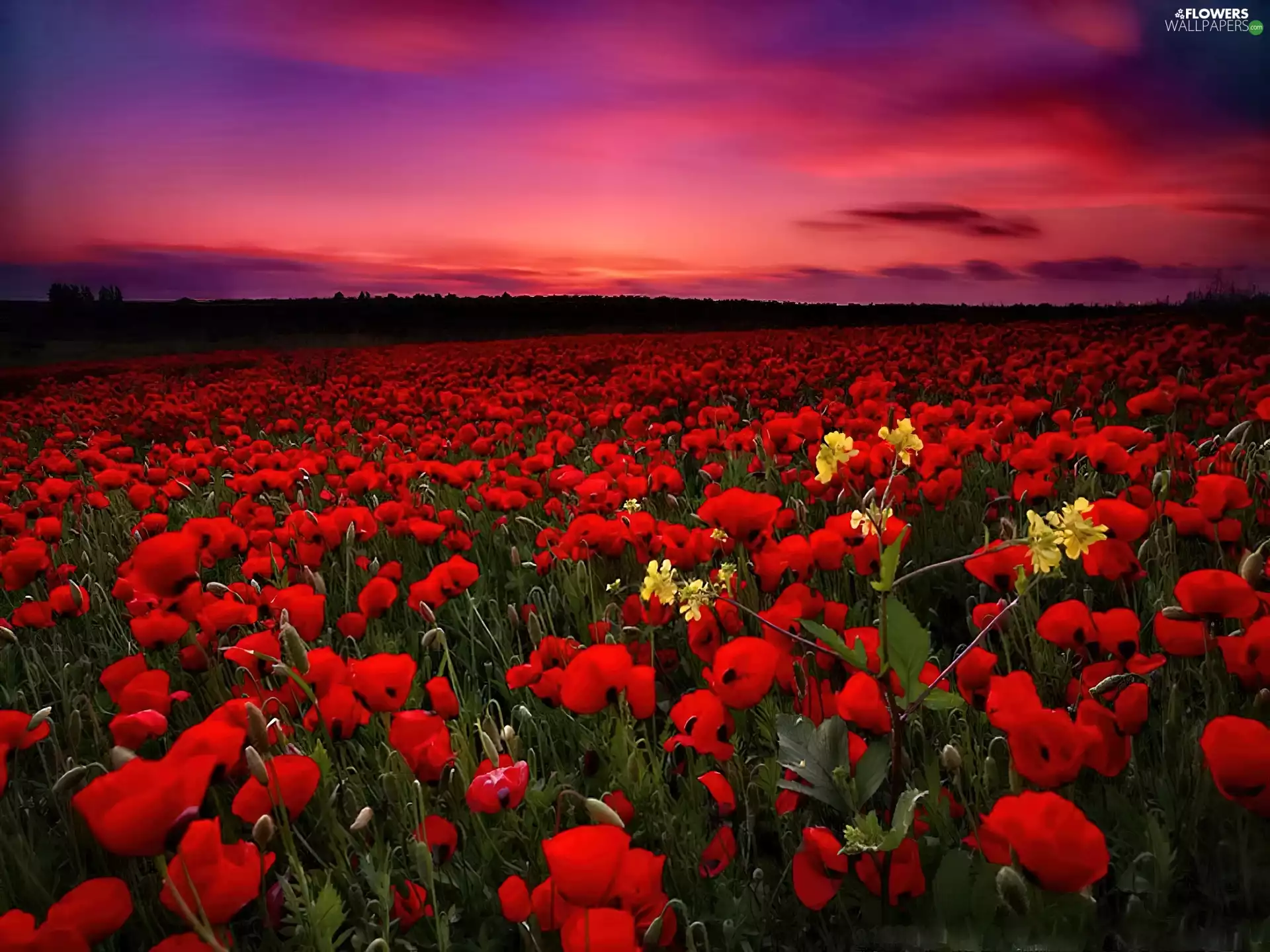 west, Red, papavers, sun