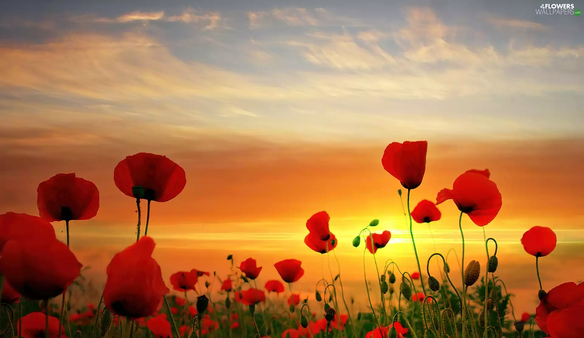 west, Red, papavers, sun