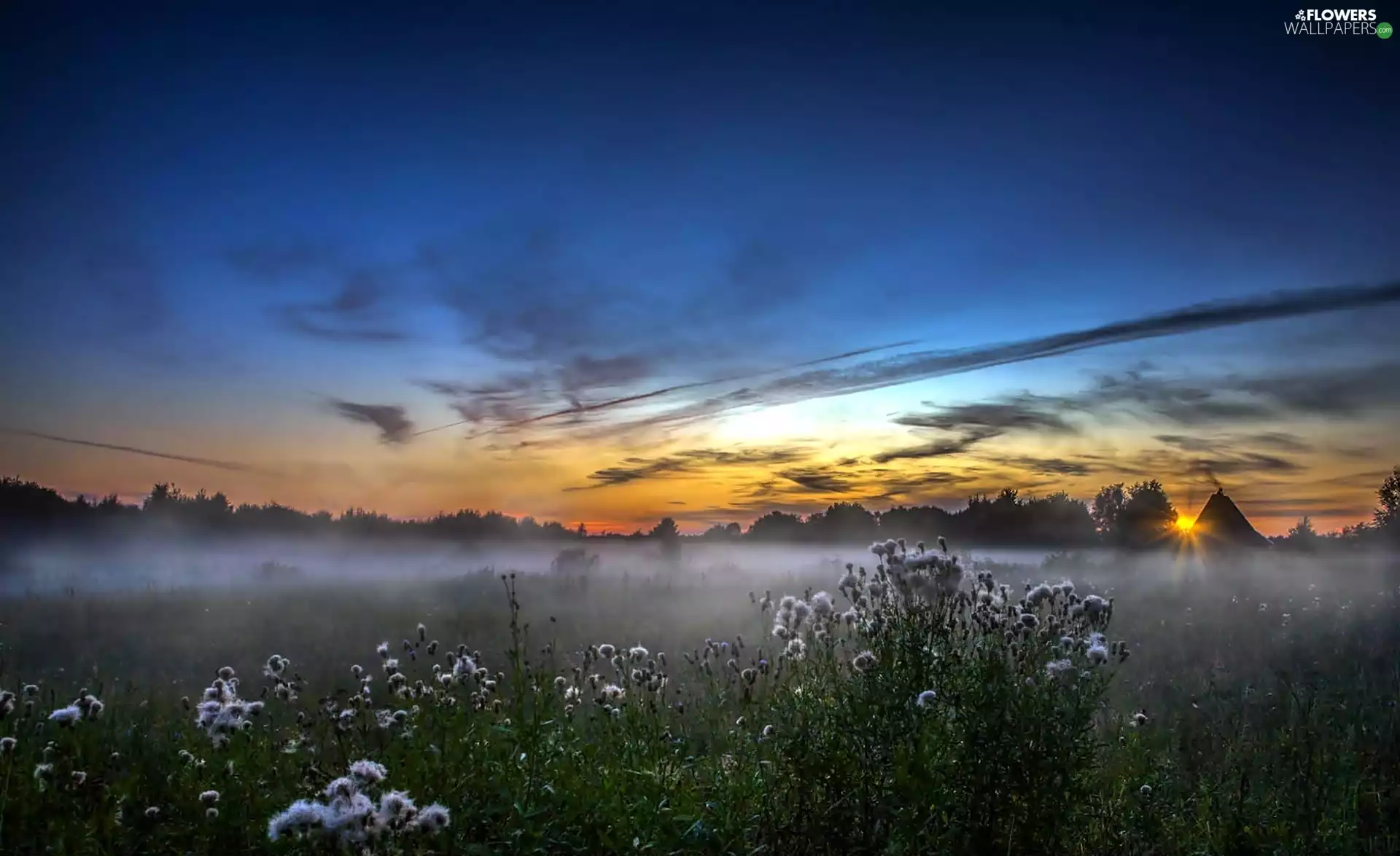west, Fog, Thistles, sun