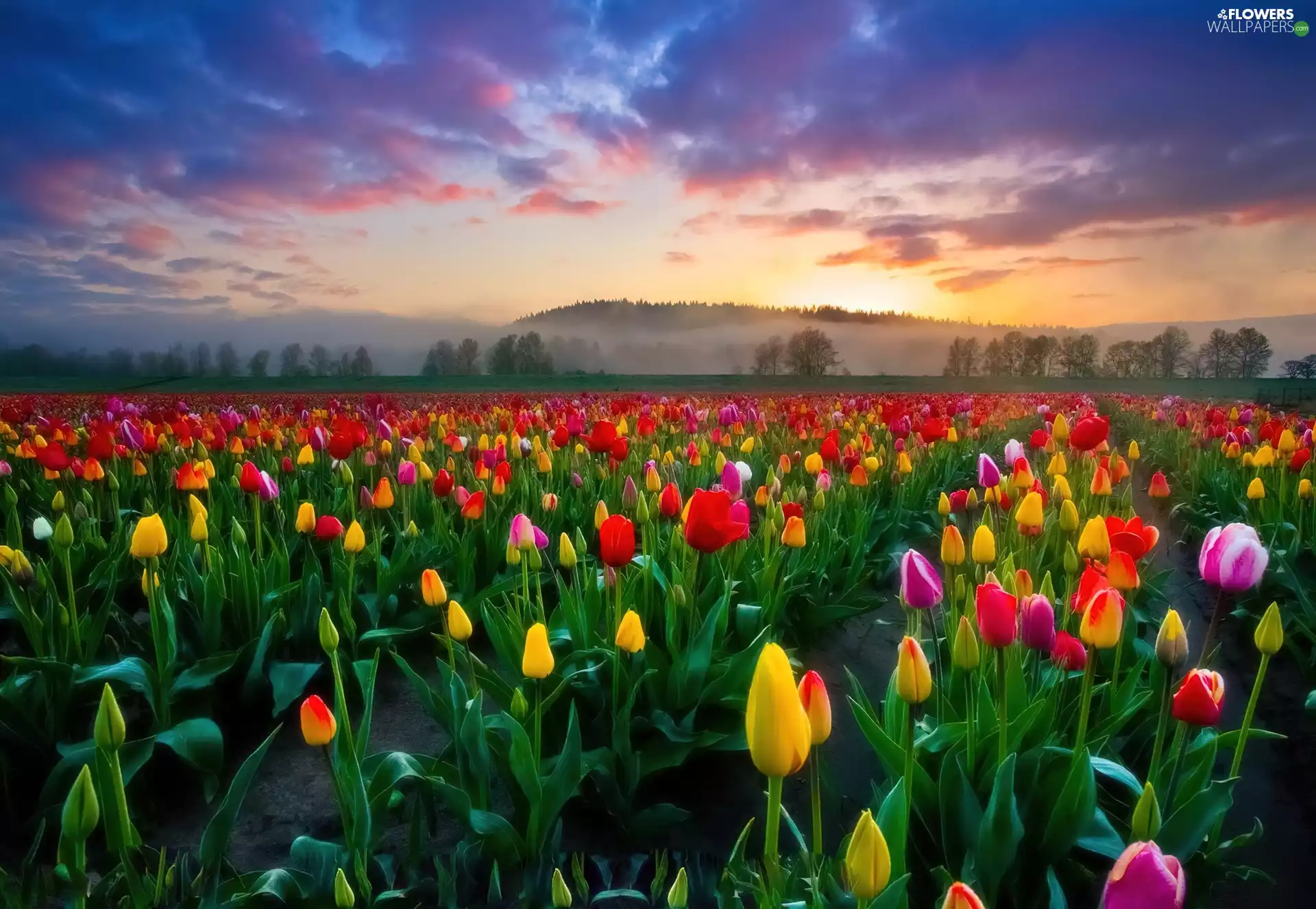 sun, Tulips, west