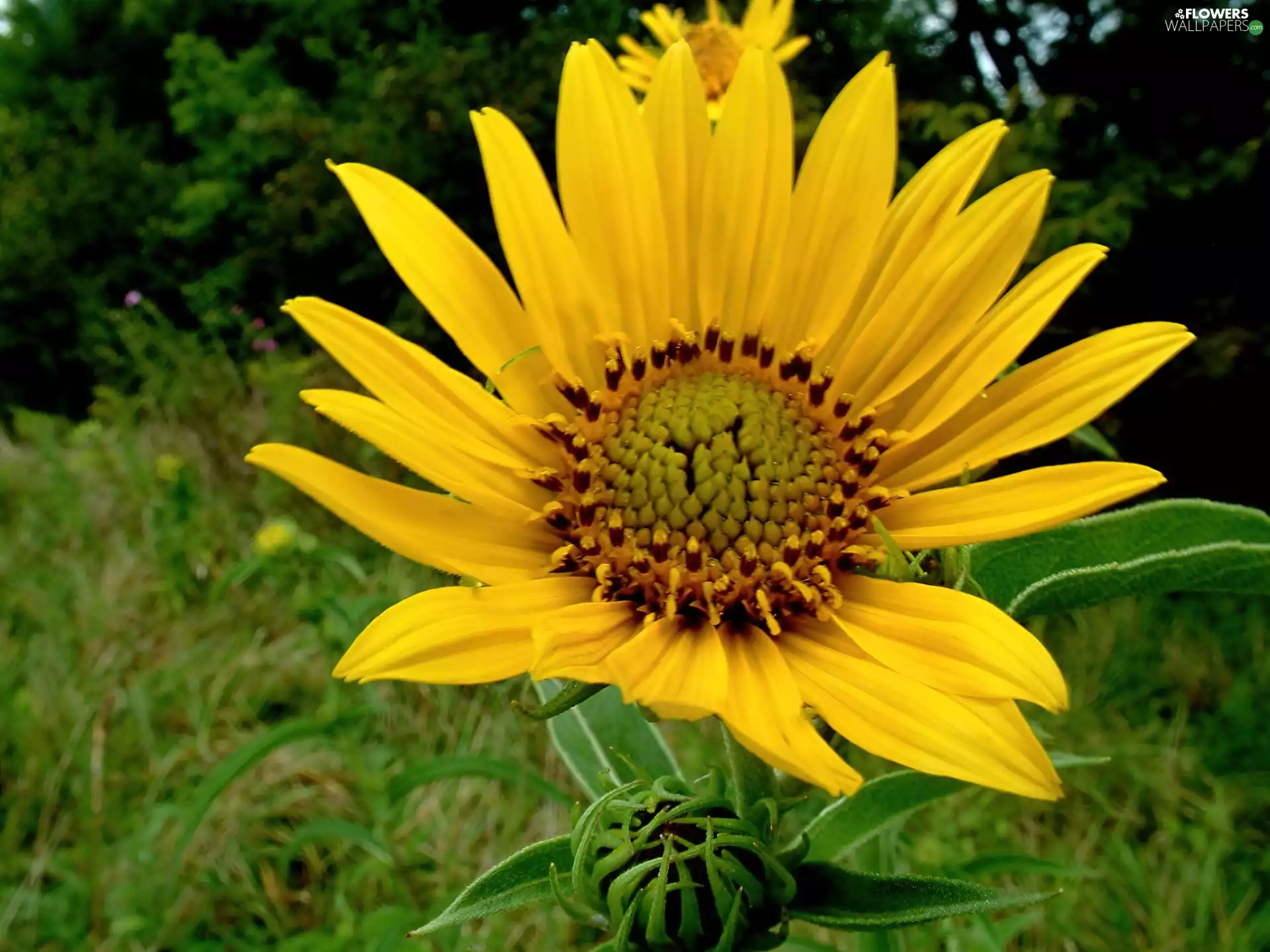Sunflower