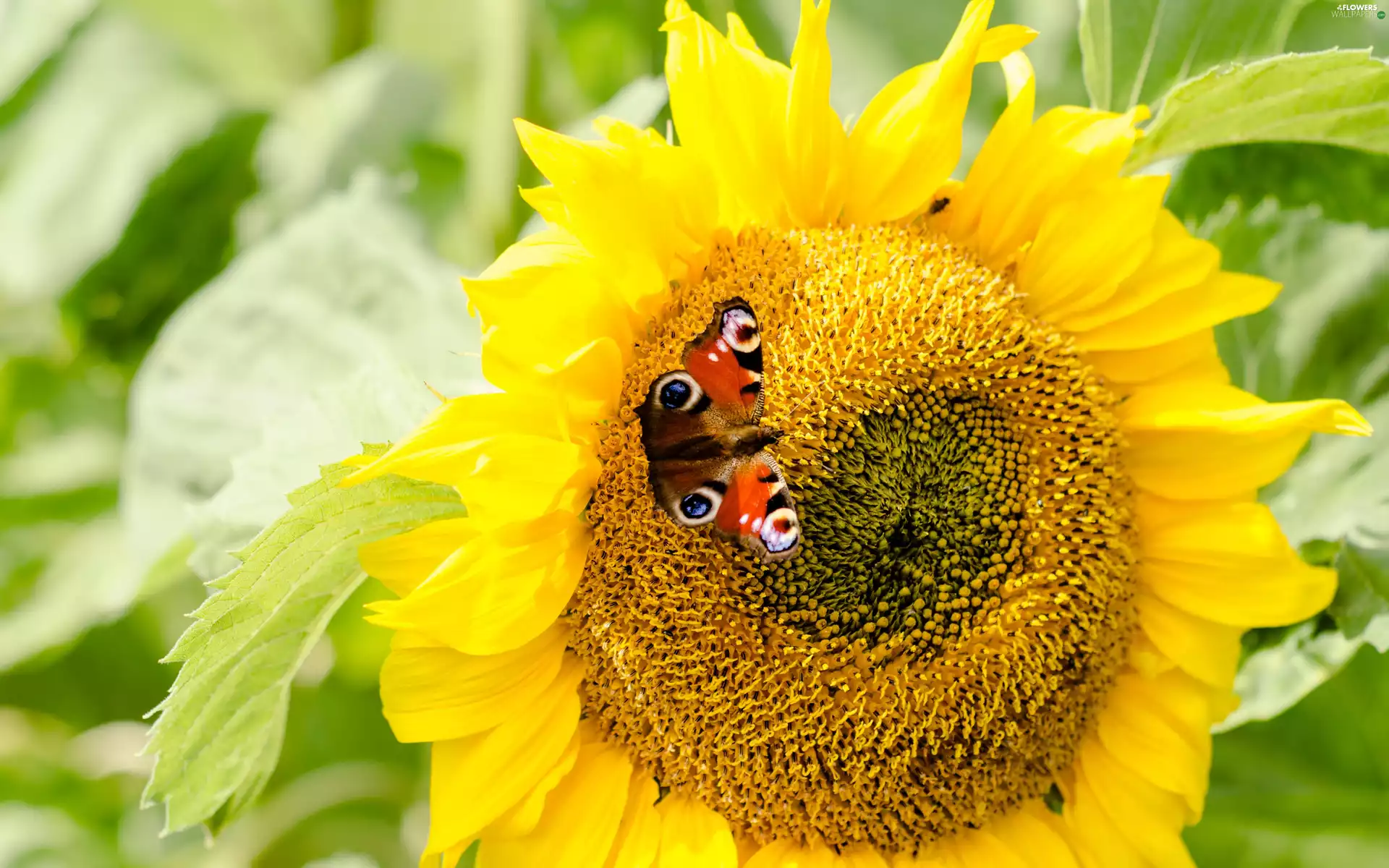 Sunflower, butterfly