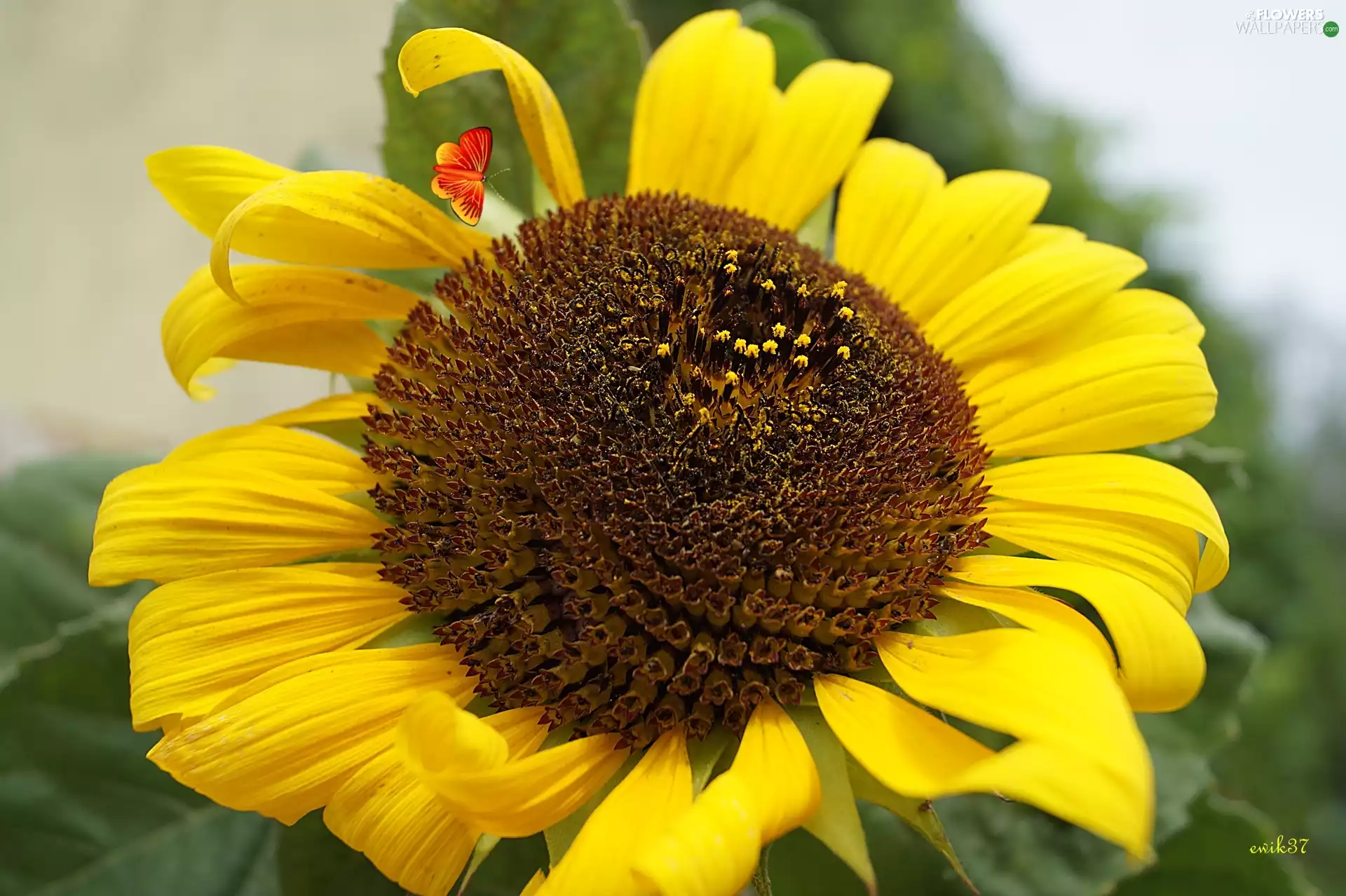 Sunflower, butterfly