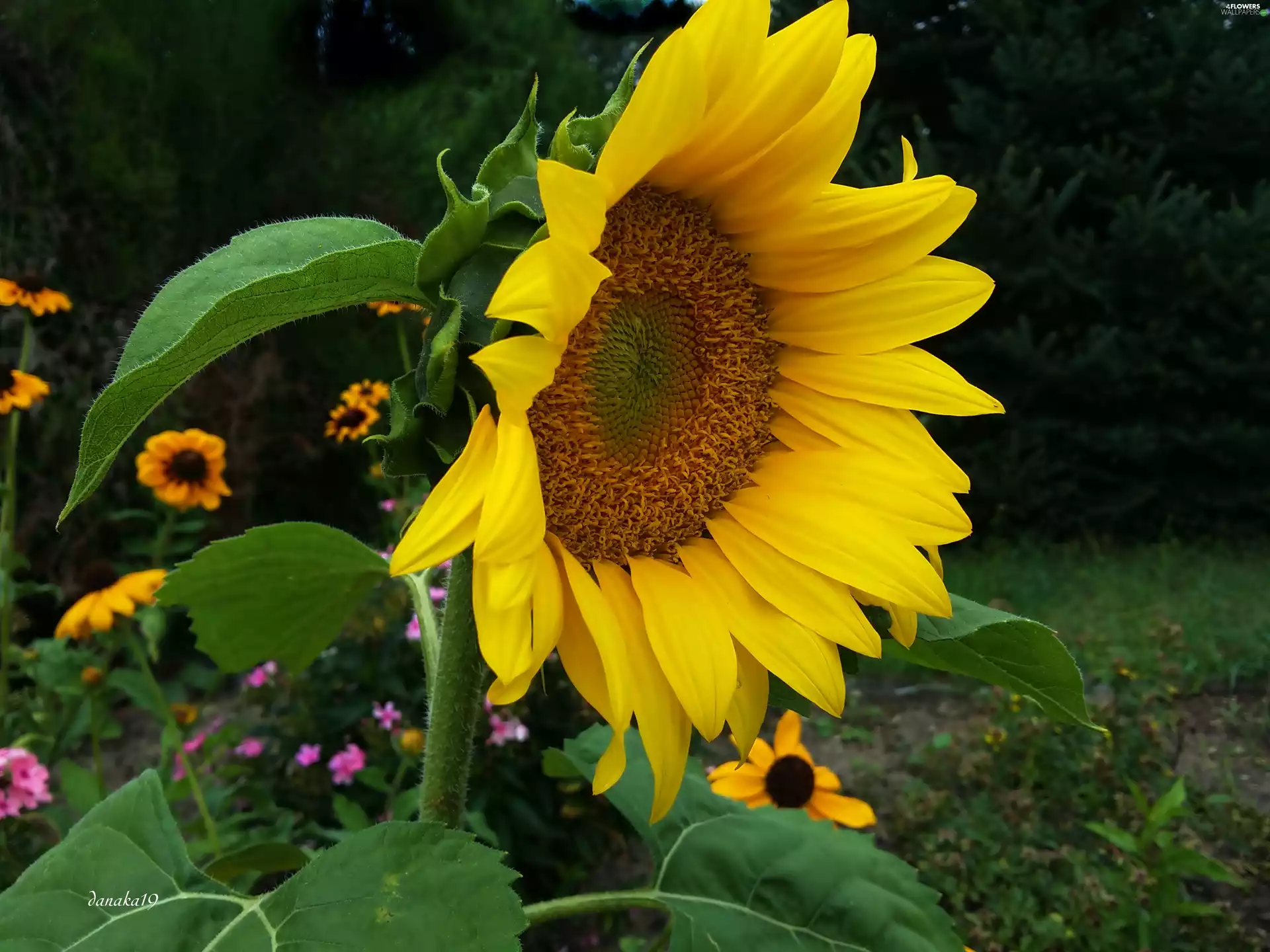 Sunflower, decorated