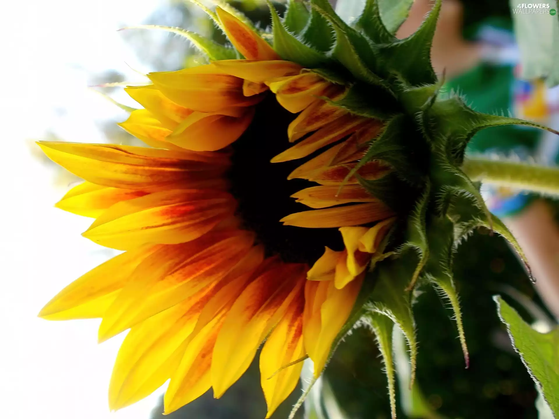 Sunflower, decorated