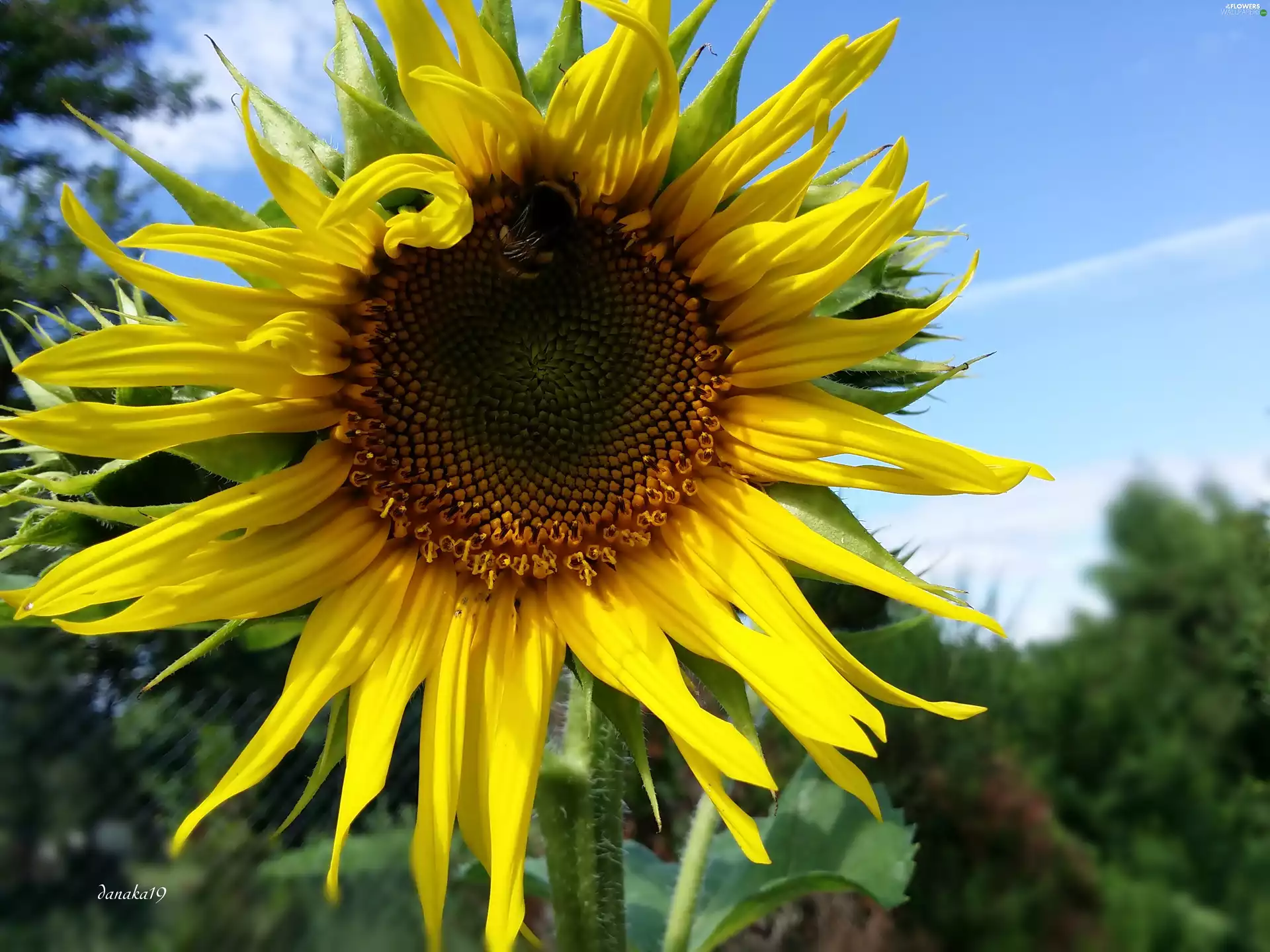 Sunflower, decorated