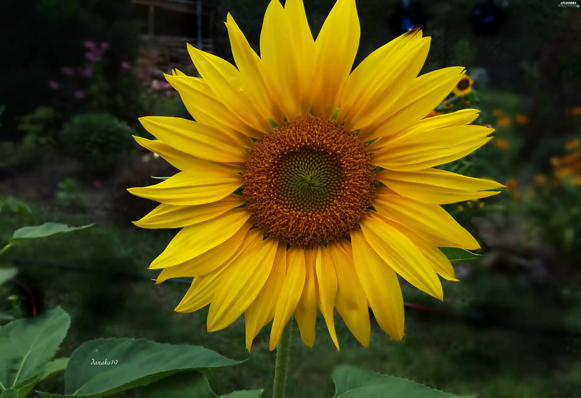Sunflower, decorated