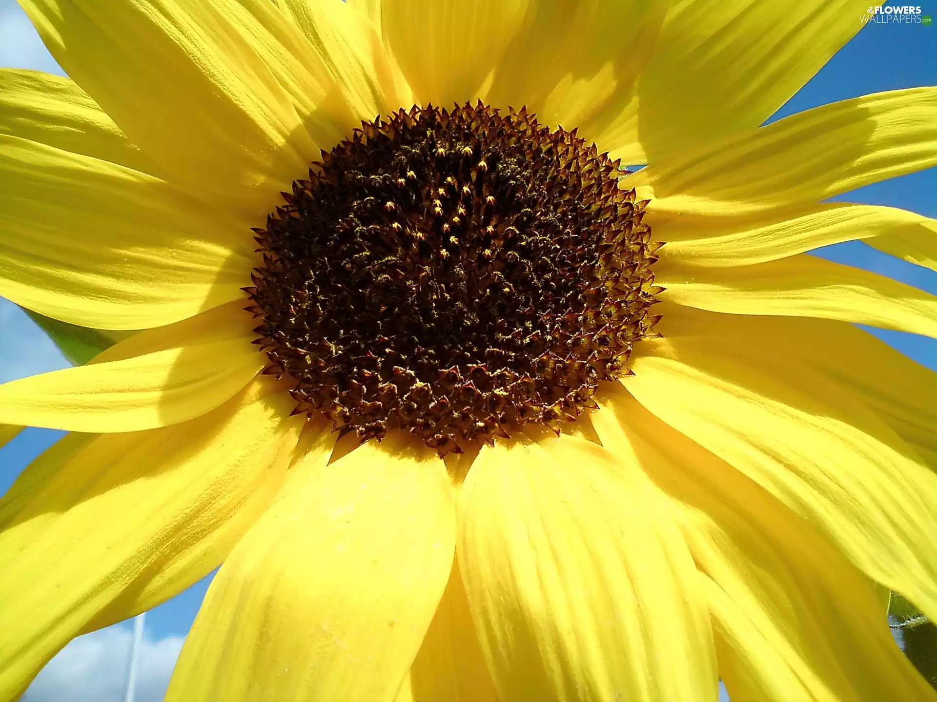 decorated, Colourfull Flowers, Sunflower