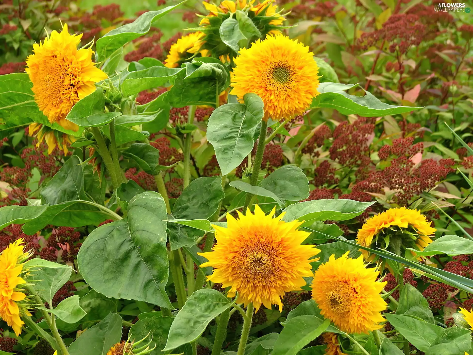 Sunflower, decorated