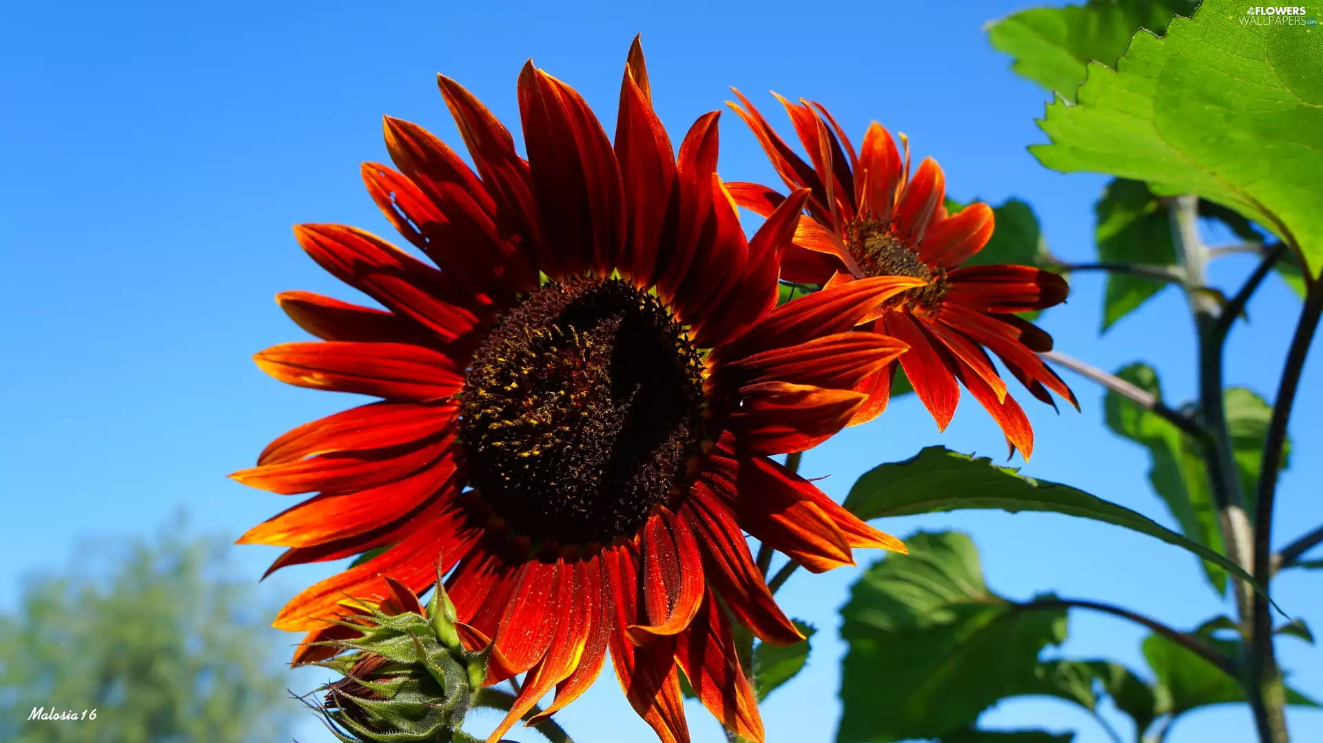 Sunflower decorative