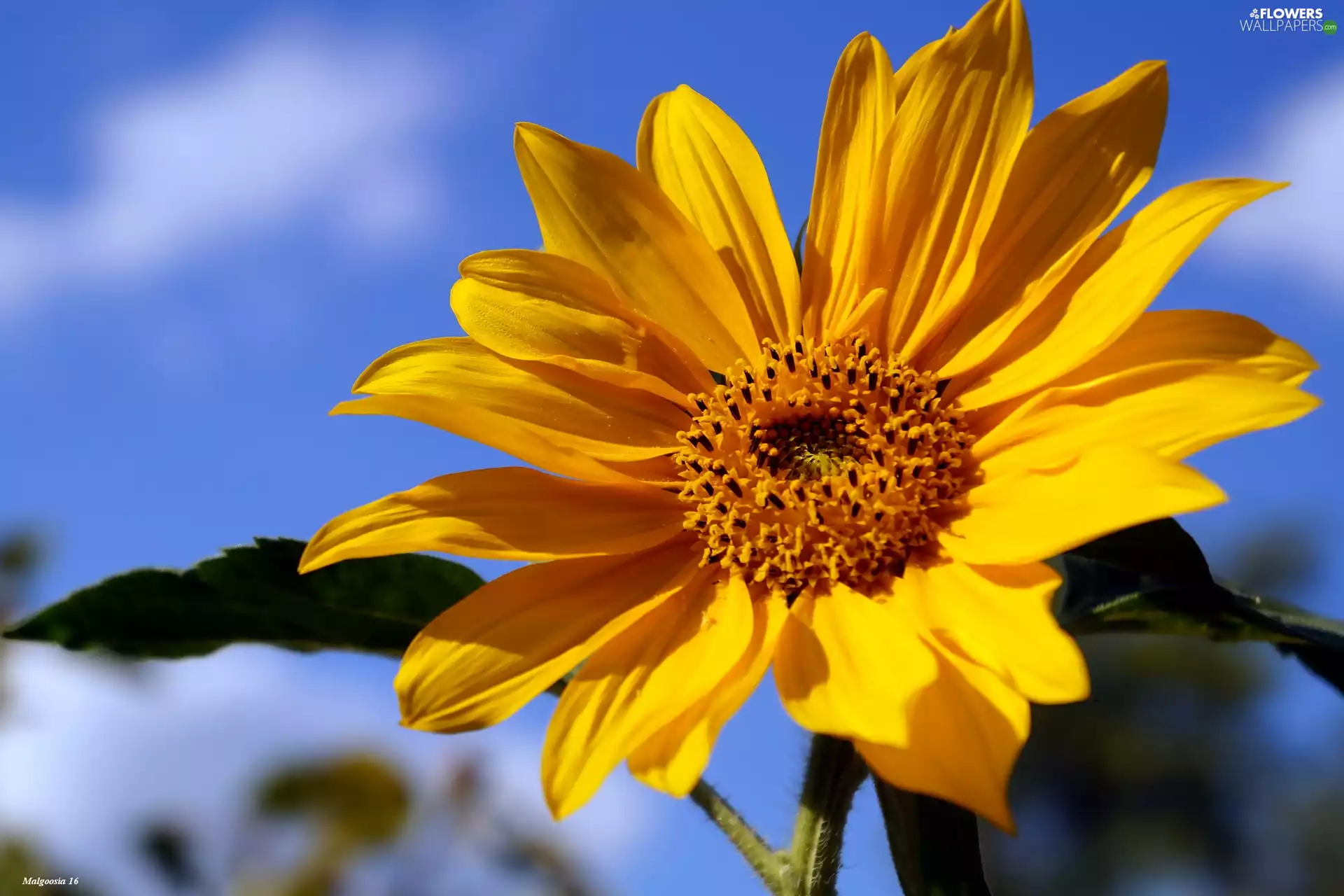 Sunflower decorative