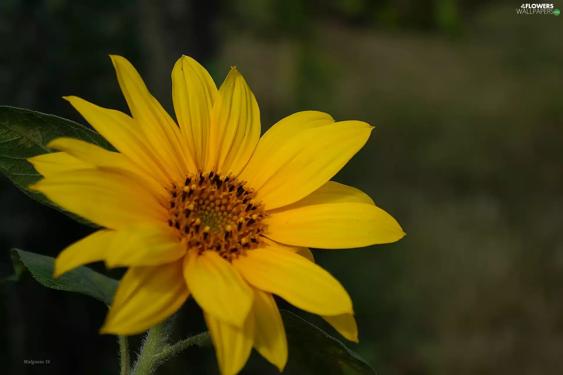 Sunflower decorative