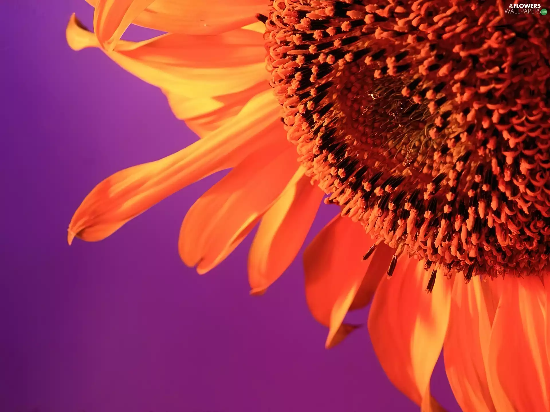 Sunflower decorative