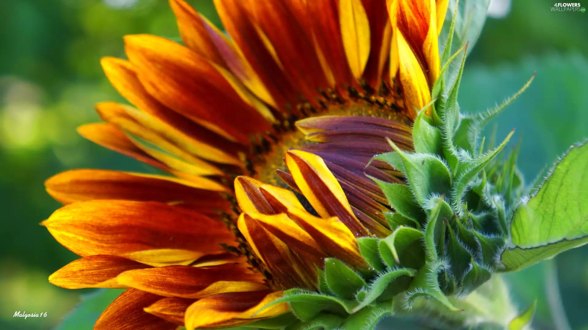 Sunflower decorative