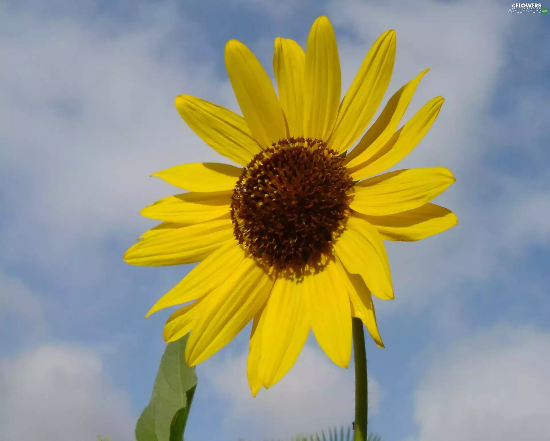 Sunflower decorative