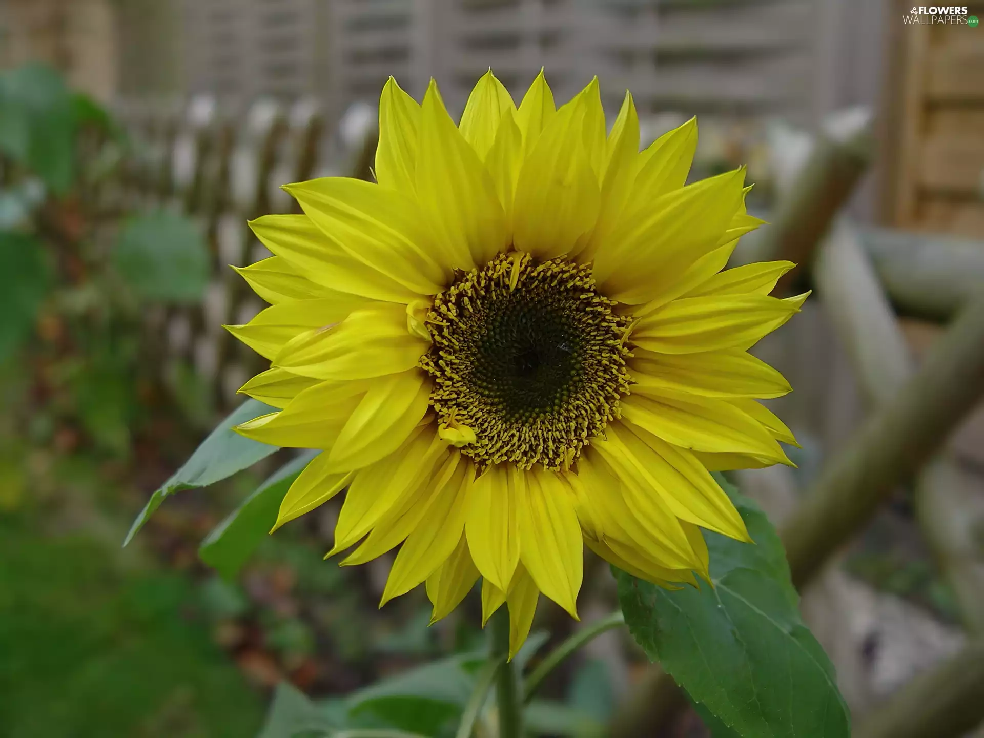 Sunflower decorative