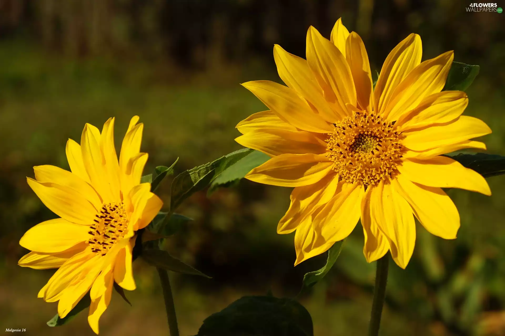 Sunflower decorative