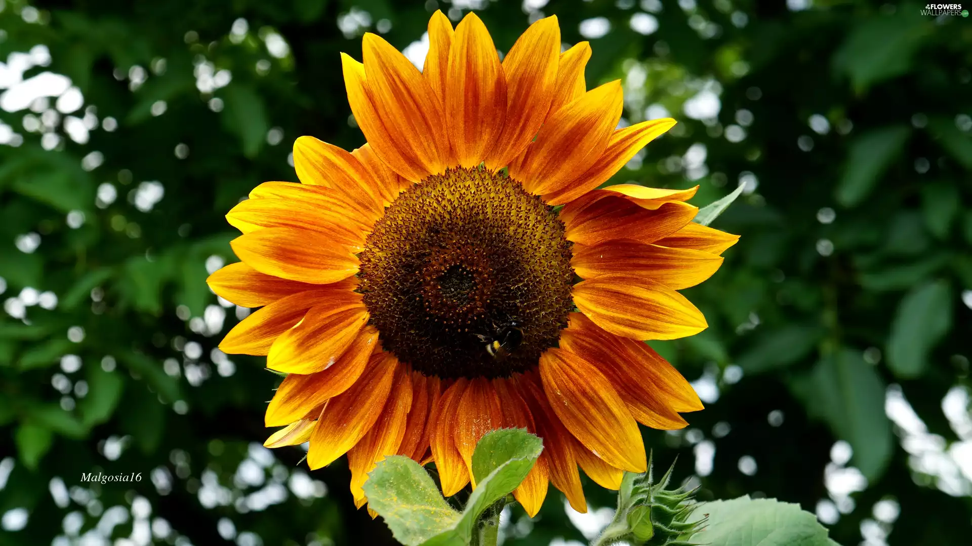 Sunflower decorative