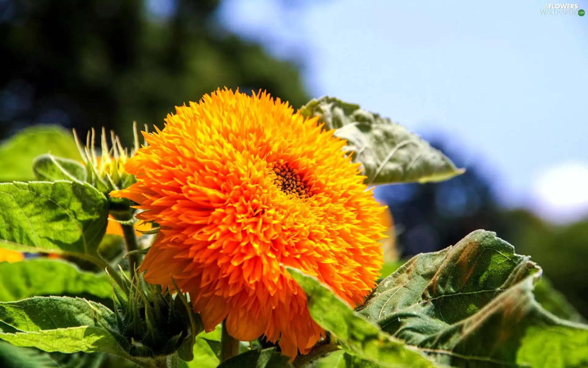 Sunflower decorative