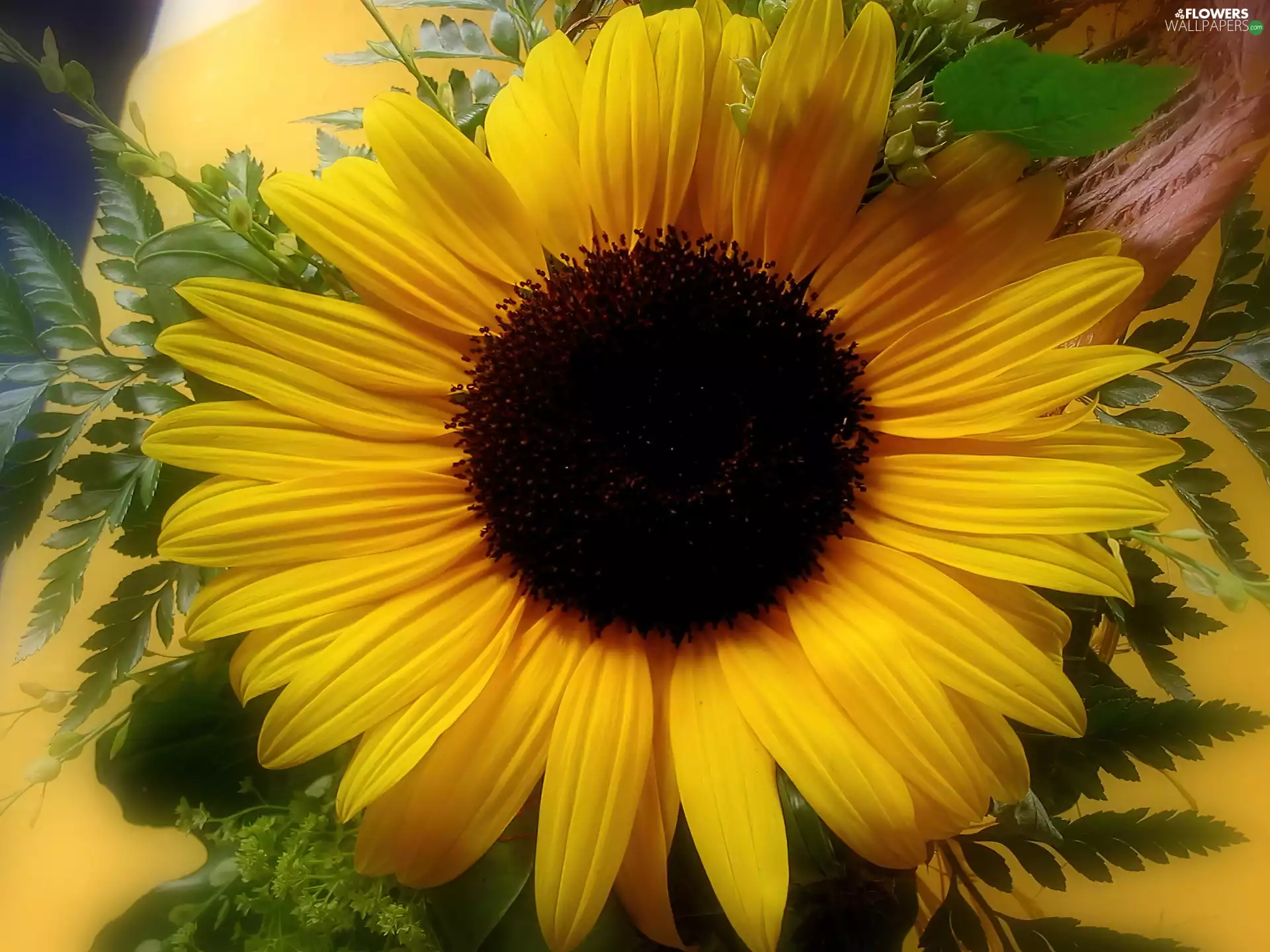 Sunflower decorative