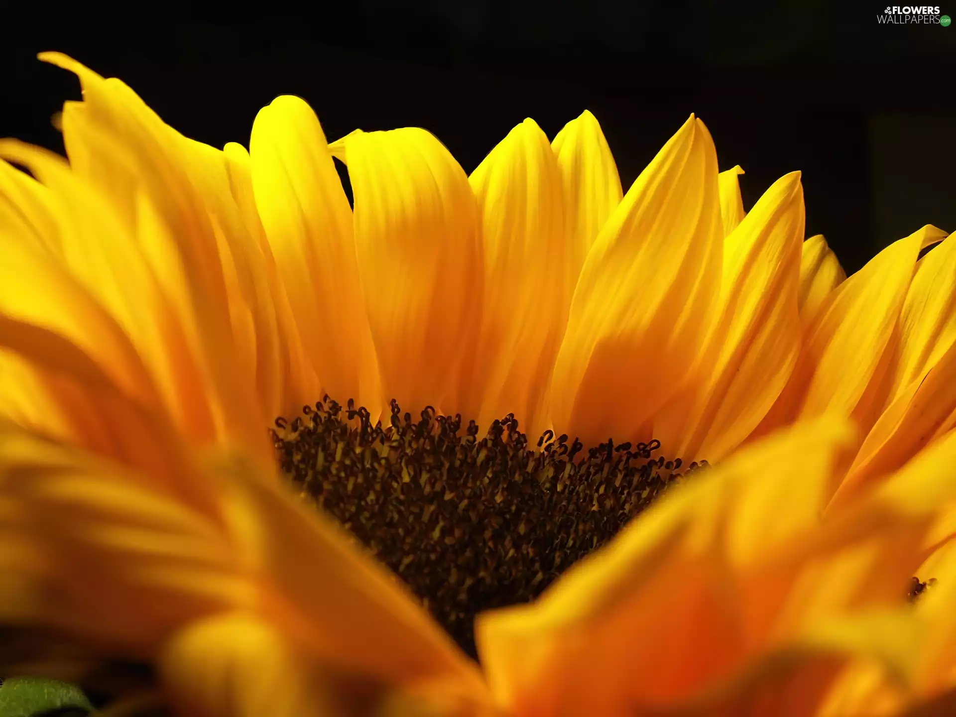 Sunflower decorative