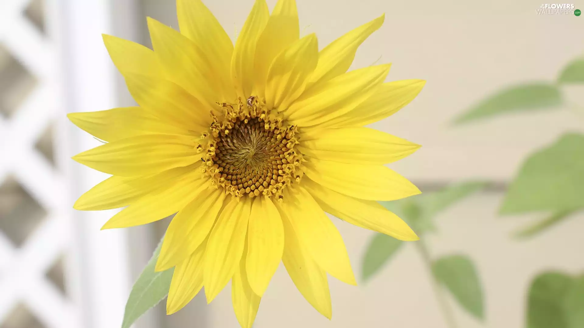 Sunflower decorative